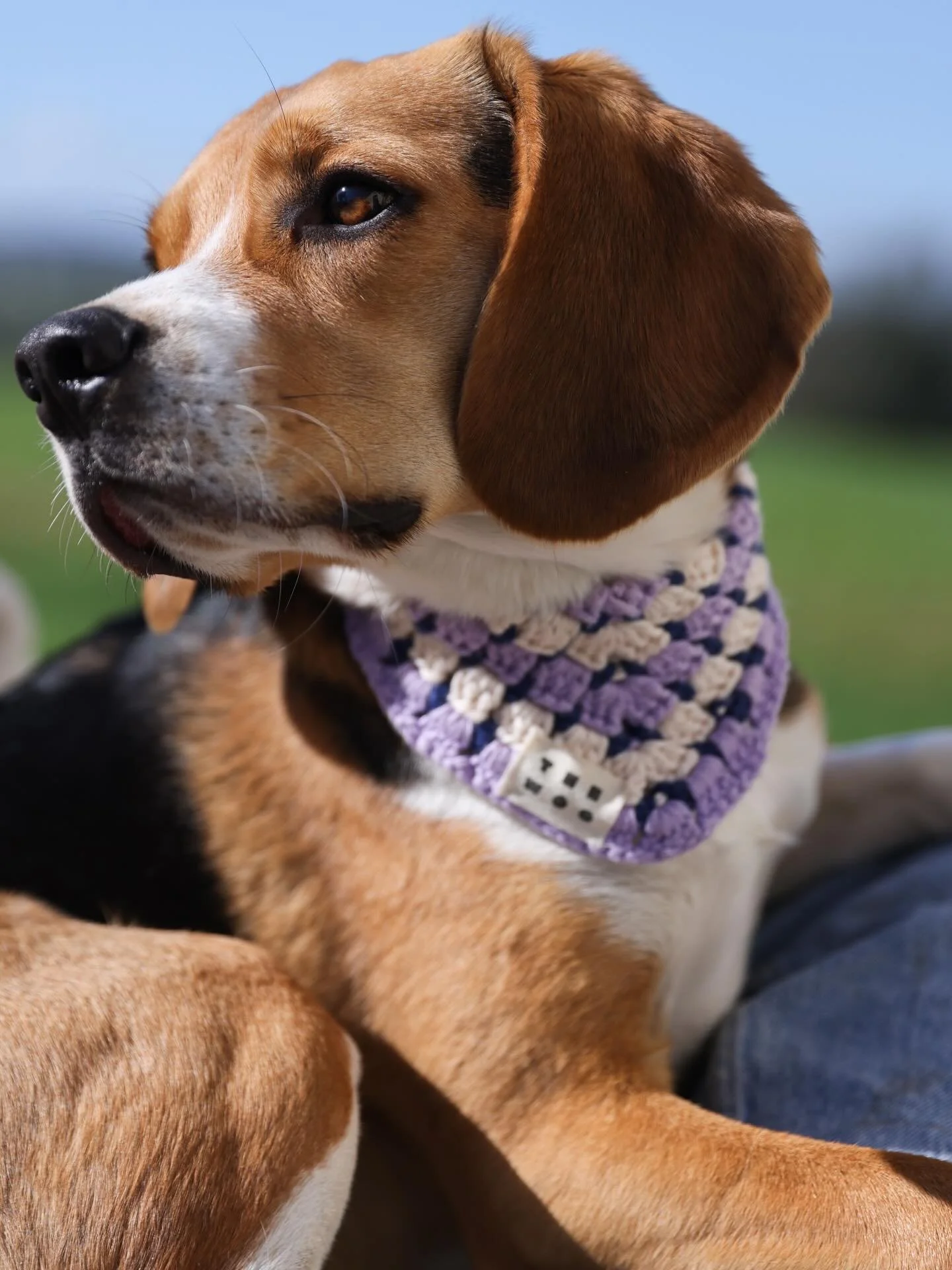 Etna avec son bandana The Woo🪻
Les commandes personalis&eacute;es sont ouvertes ! 
🔗 lien a bio 

@lisa.ritaine.photo 📸