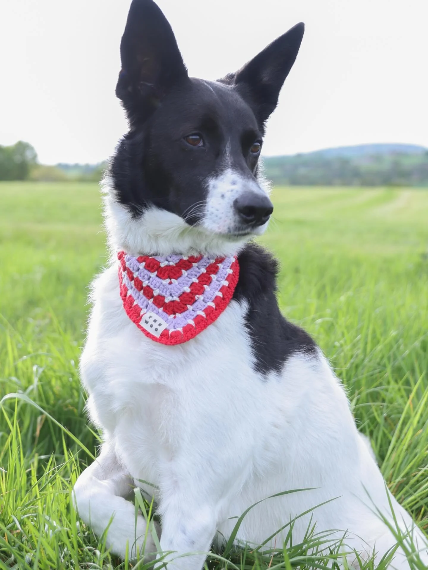 Your dog called. They want a wardrobe upgrade. 📞 Shop all our colour combos at www.thewoo-collections.com (link in bio)

Roquette looks so elegant in Lilac &amp; Red 🌹🪻

#dog #crochet

📸 @lisa.ritaine.photo