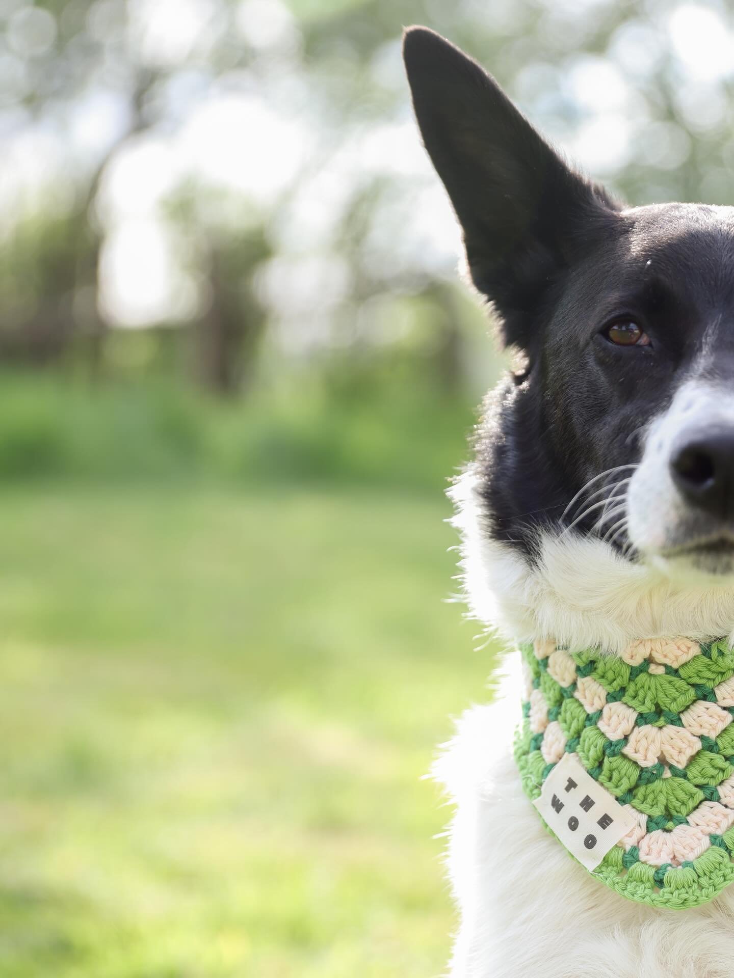 Shop all bandanas via the link in bio 🔗

#thewoo #crochetfordogs
@lisa.ritaine.photo