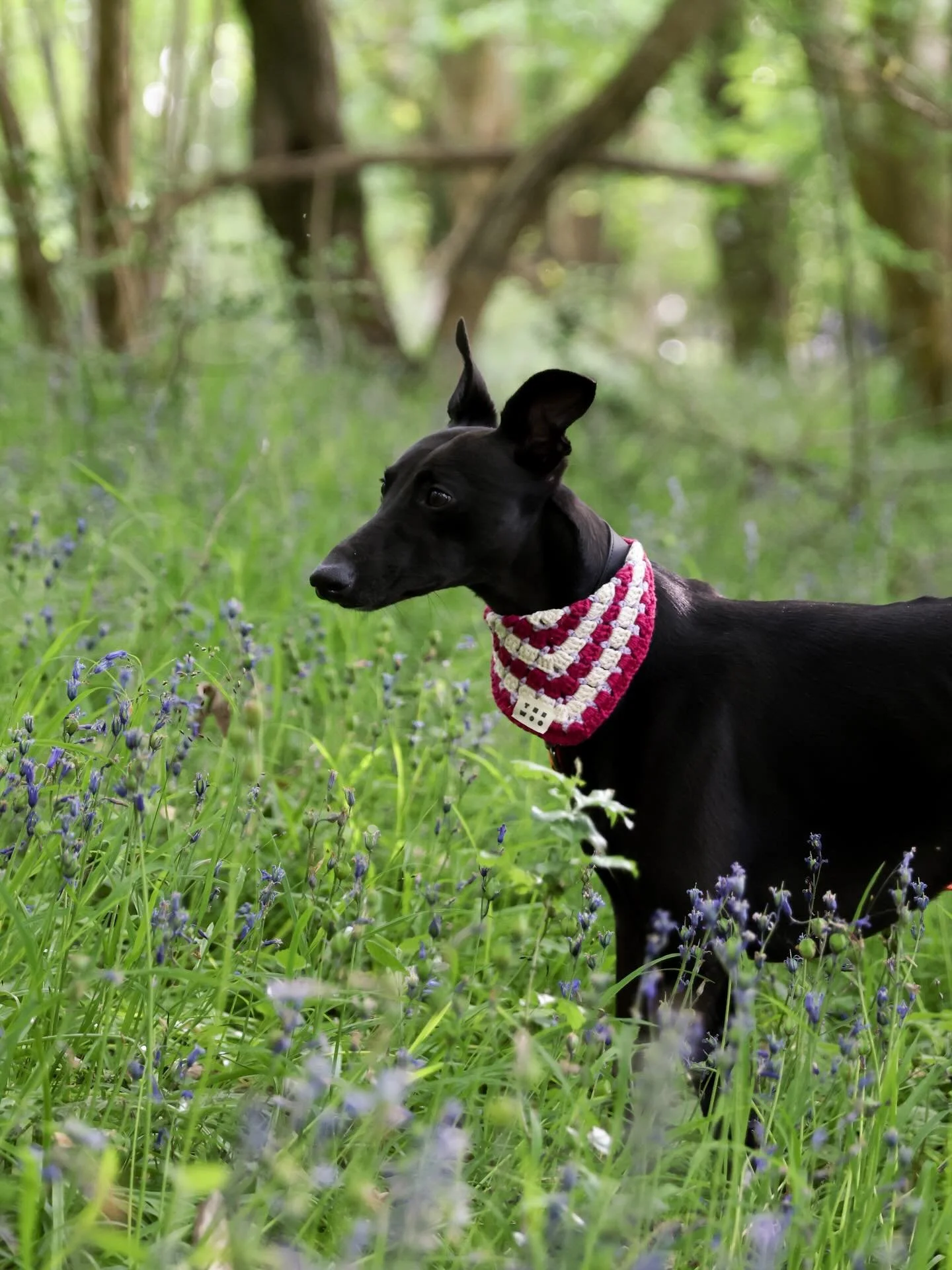 No big 𝘿𝙞𝙡𝙡, just the cutest pup in the handmade crochet game. 🧶🥒
Dill is wearing his Dark Magenta, Cream &amp; Lilac bandana 🌱

#crochetfordogs
📷@lisa.ritaine.photo