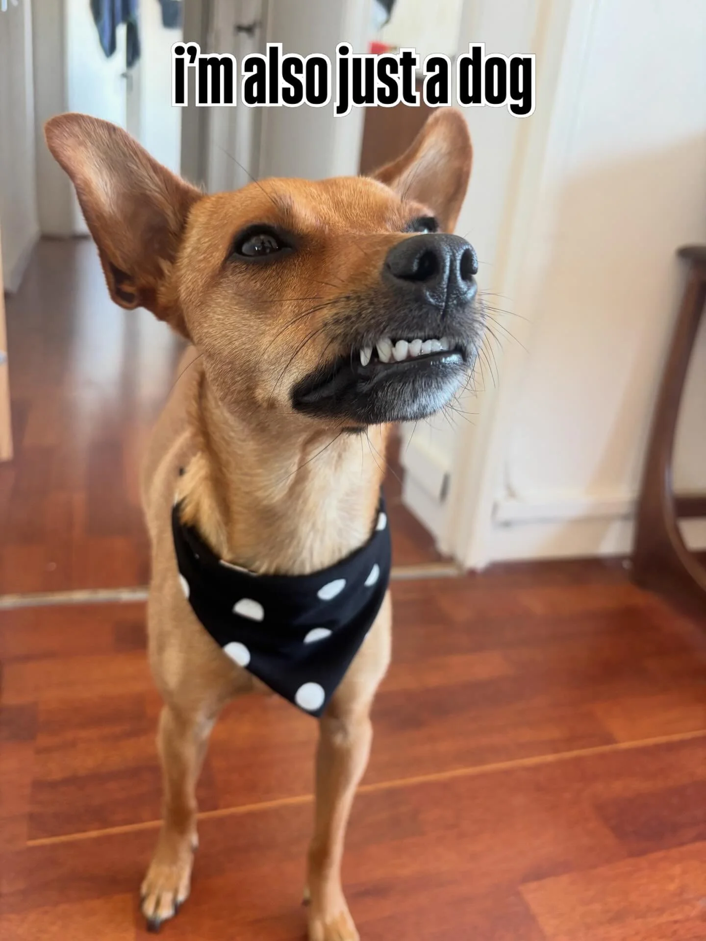 I&rsquo;m just a dog 🦴
Winnie appreciation post ✨