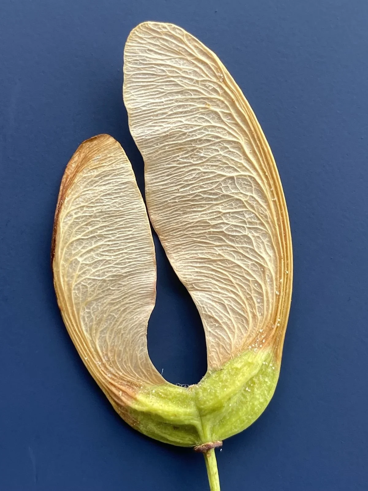 Adapt to Uncertainty