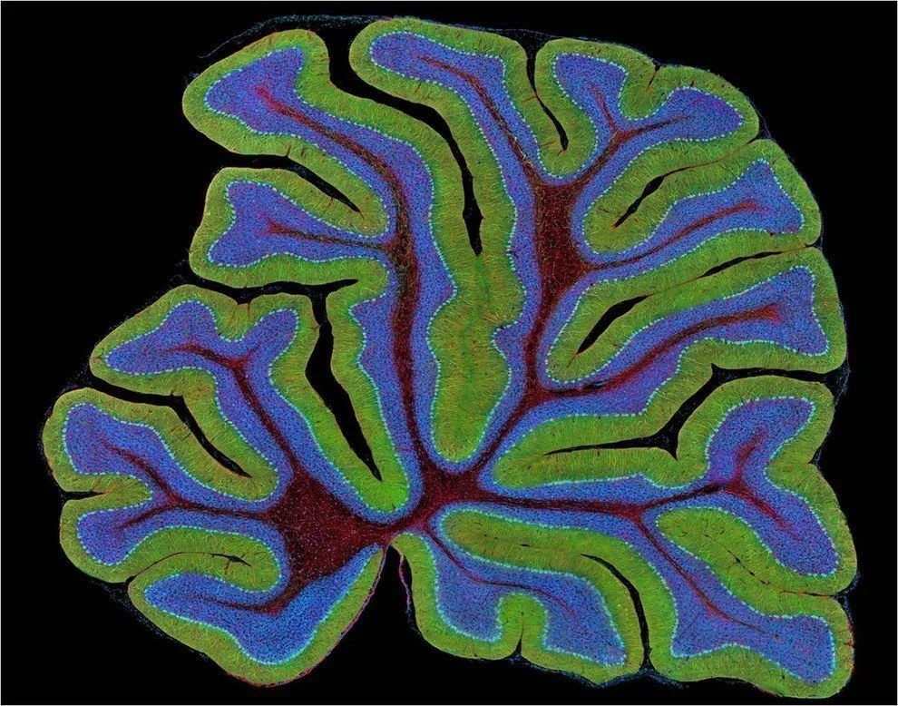 Beau Discusses Neuroscience On Neurohacker Podcast