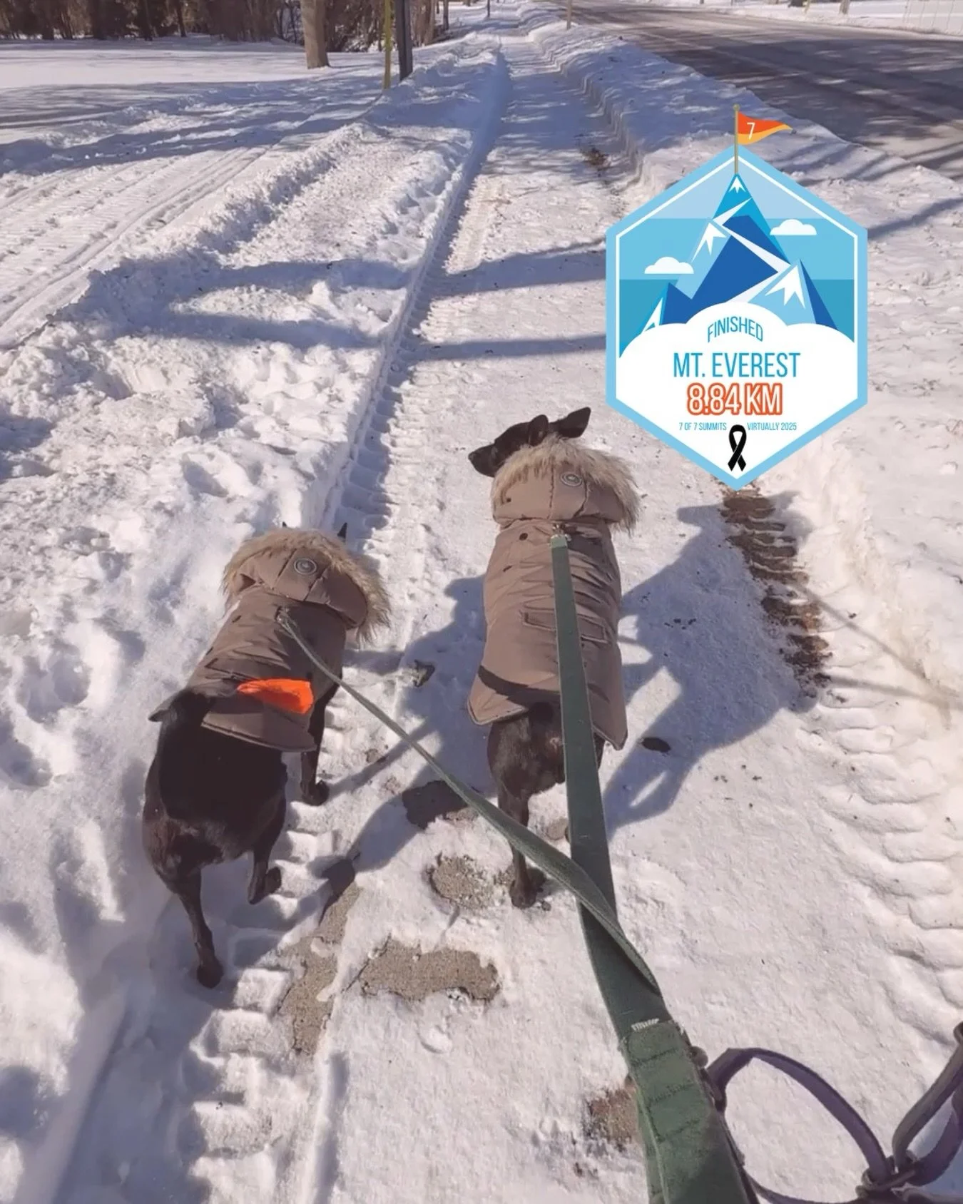 &amp; that&rsquo;s a wrap on 7 Summits for Skin Cancer 🏔️☀️

My girls pushed me to complete well over the 43.29 km OUTDOORS in the month of February 🥶 🐕 

There&rsquo;s still time to get involved:
💸 MAKE A DONATION - supports @melanomacanada | Li