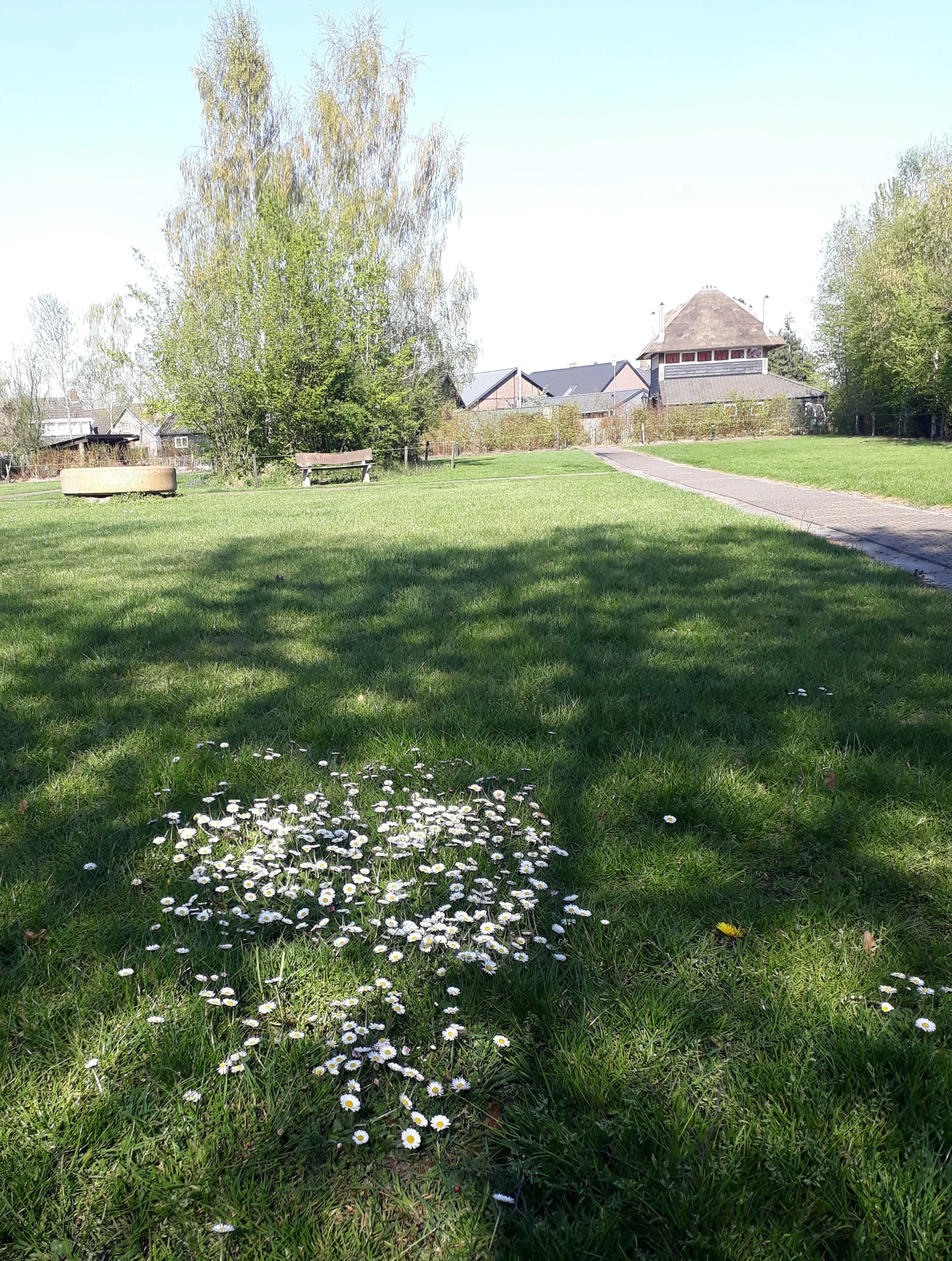 Een grasveld met een groepje witte madeliefjes, schaduw van bomen en een pad die linksaf naar huisjes leidt. In de achtergrond staan bomen en huizen met een blauwe lucht.