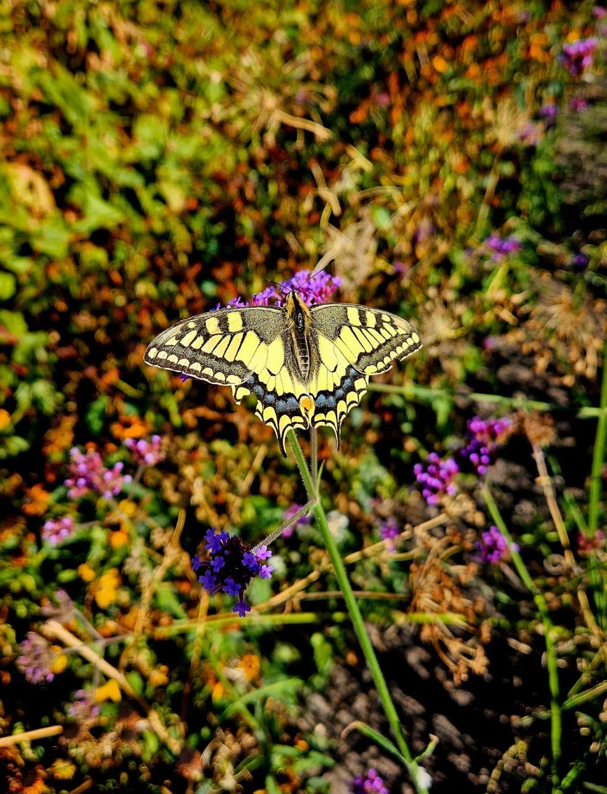 Een geel en zwart gekleurde distelvlinder zit op een kleine paarse bloem in een veld met overal roze en paarse bloemen.