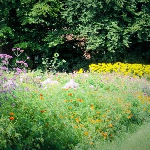 Een kleurrijk bloemenveld met diverse bloemen en groen, met een dichte boomgaard op de achtergrond.