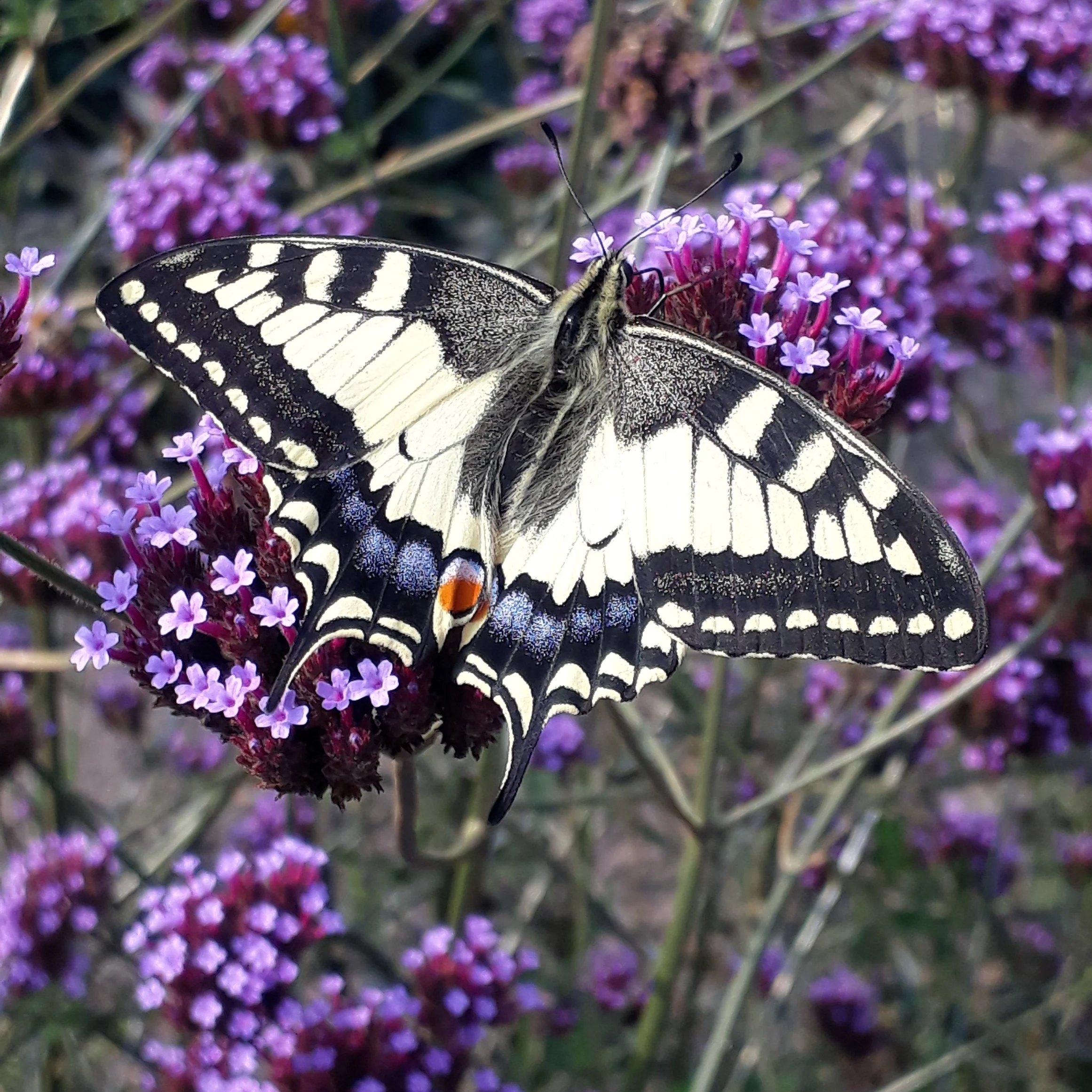 Een vlinder met zwart, wit en blauwe patronen, rustend op paarse bloemen.