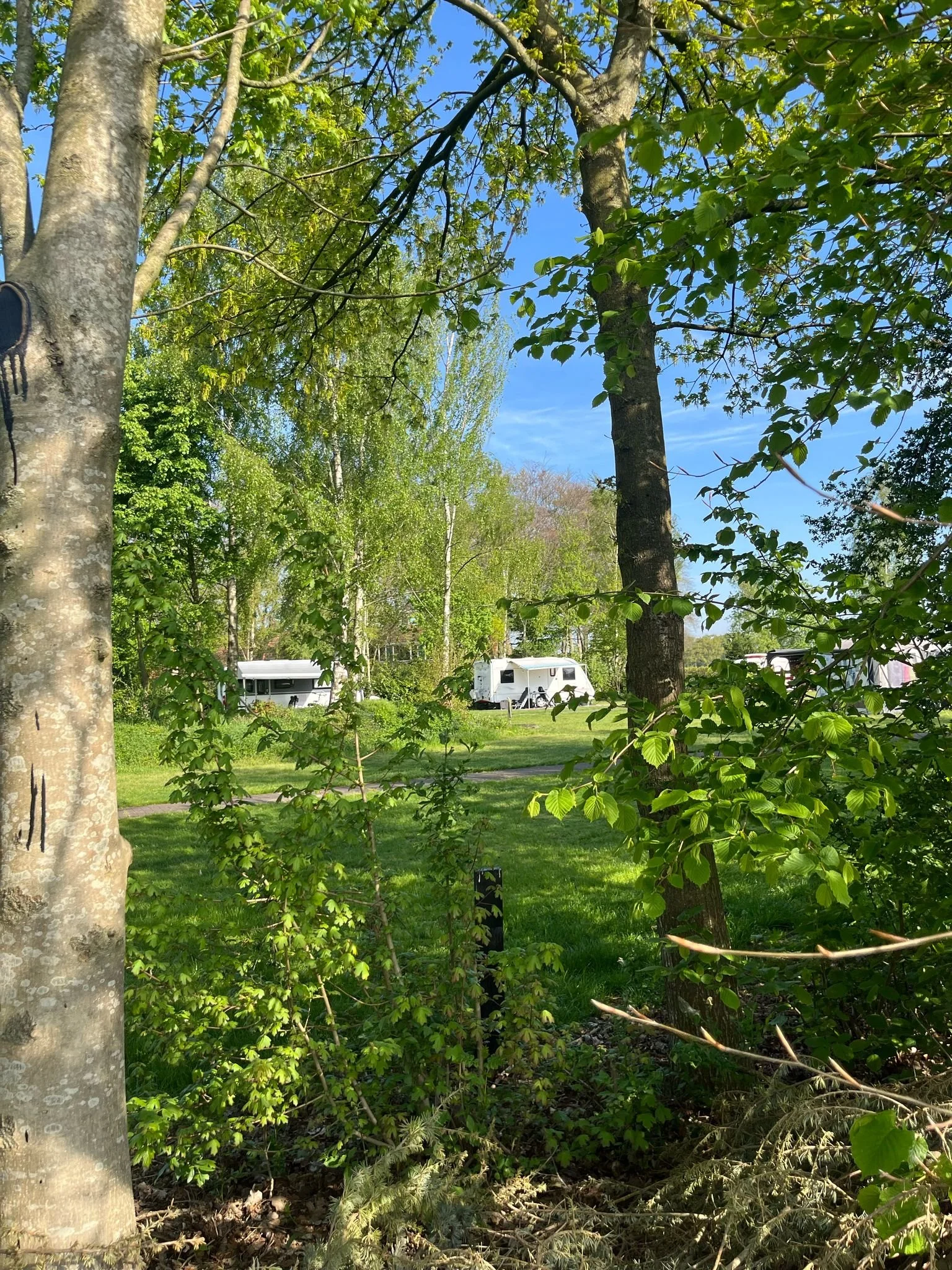 Groene bosrijke omgeving met bomen en open veld, enkele caravans op de achtergrond onder een heldere blauwe lucht.