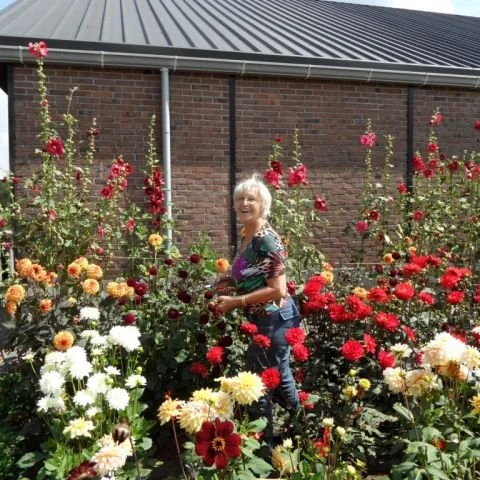 Een oudere vrouw in een tuin met veel kleurrijke rozen en bloemen, voor een bakstenen muur en een metalen dak.