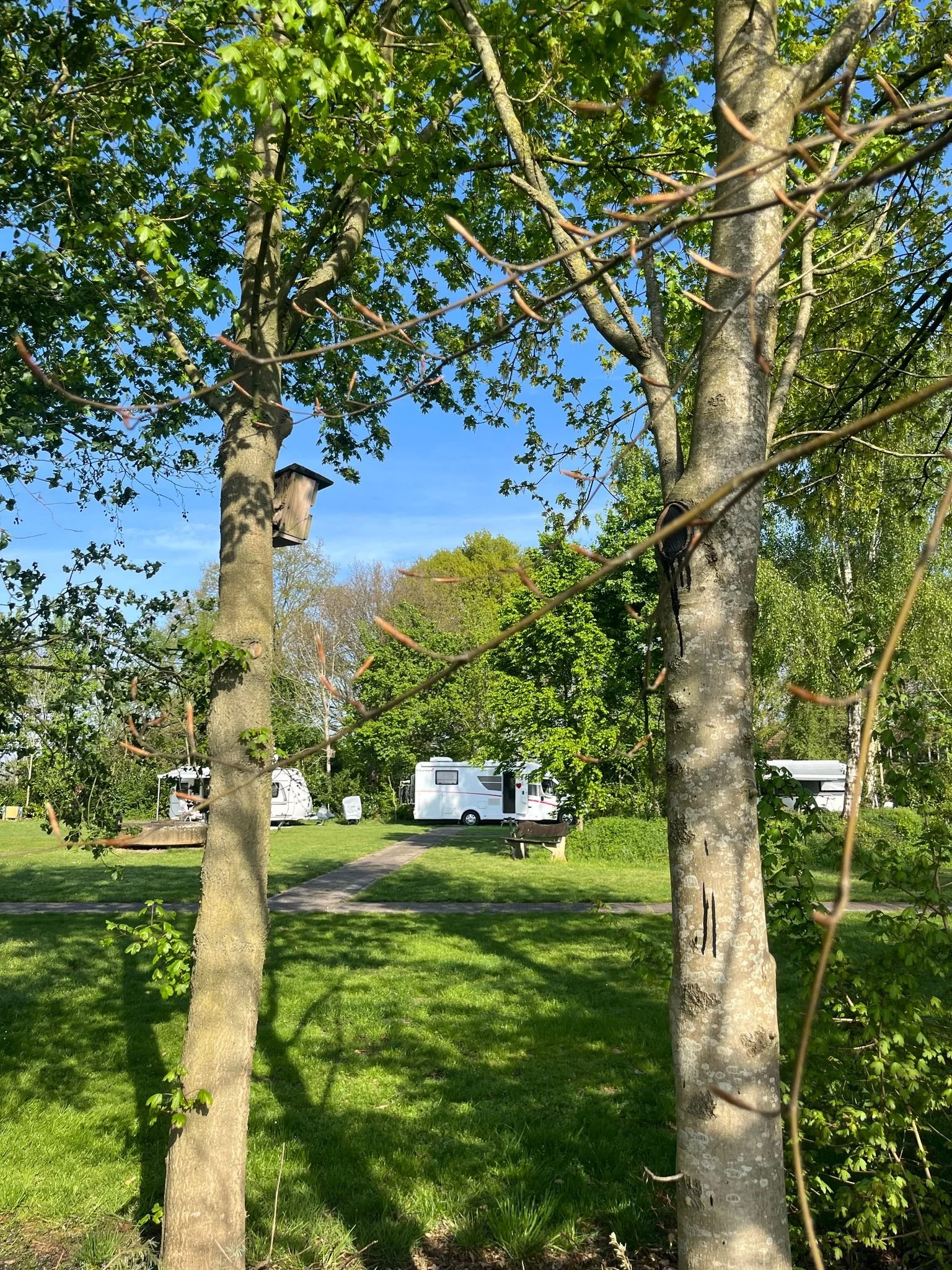 Twee bomen met een vogelhuisje er aan, in een groen kampeerterrein met caravans en een bankje onder een heldere blauwe lucht.