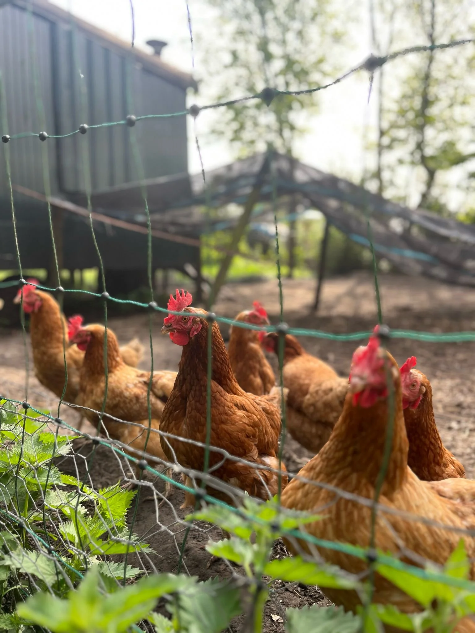 Kippen achter een groene draad in een boerderij met een schaduwrijke achtergrond.