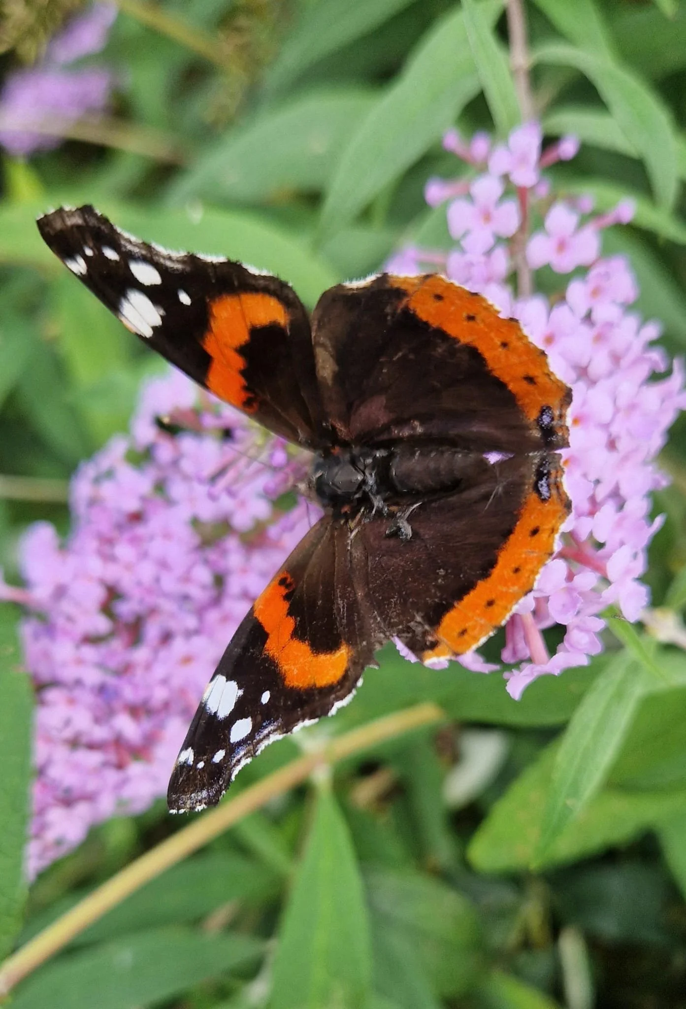 Een distelvlinder met uitgevouwen vleugels rust op bloemen in een tuin.