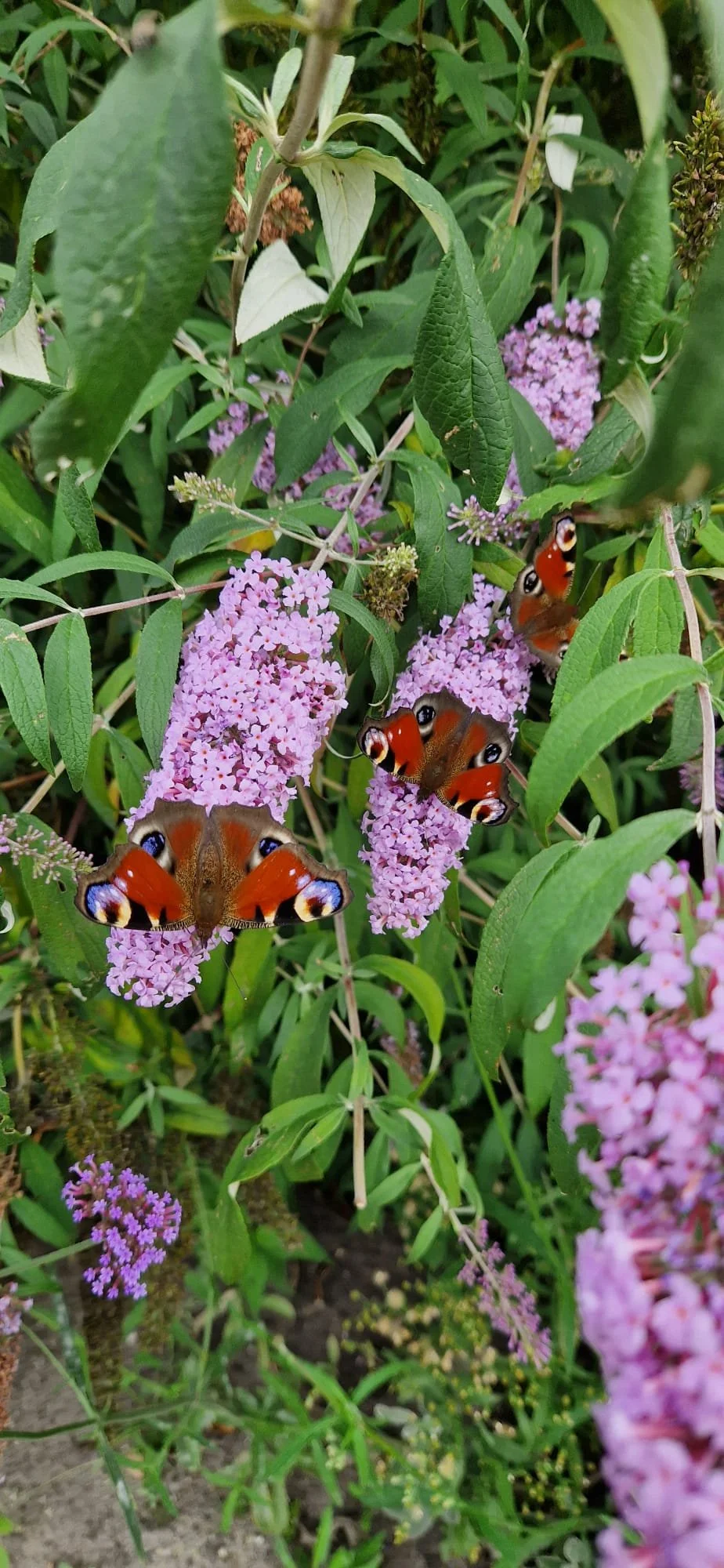 Verschillende rosa paarse bloemen met drie grote klapeksters met opvallende ogenpoten op de bloemen.
