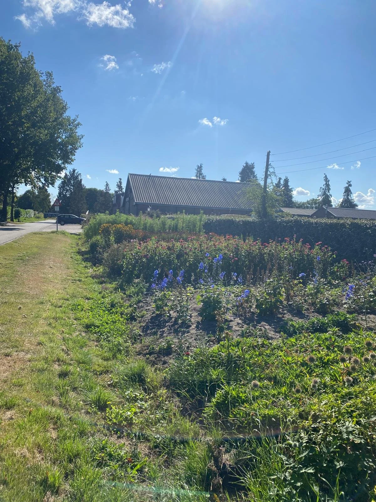 Een zonnige dag in een tuin met bloeiende bloemen, een huis met een schuine metalen dak, bomen en een auto op de weg.