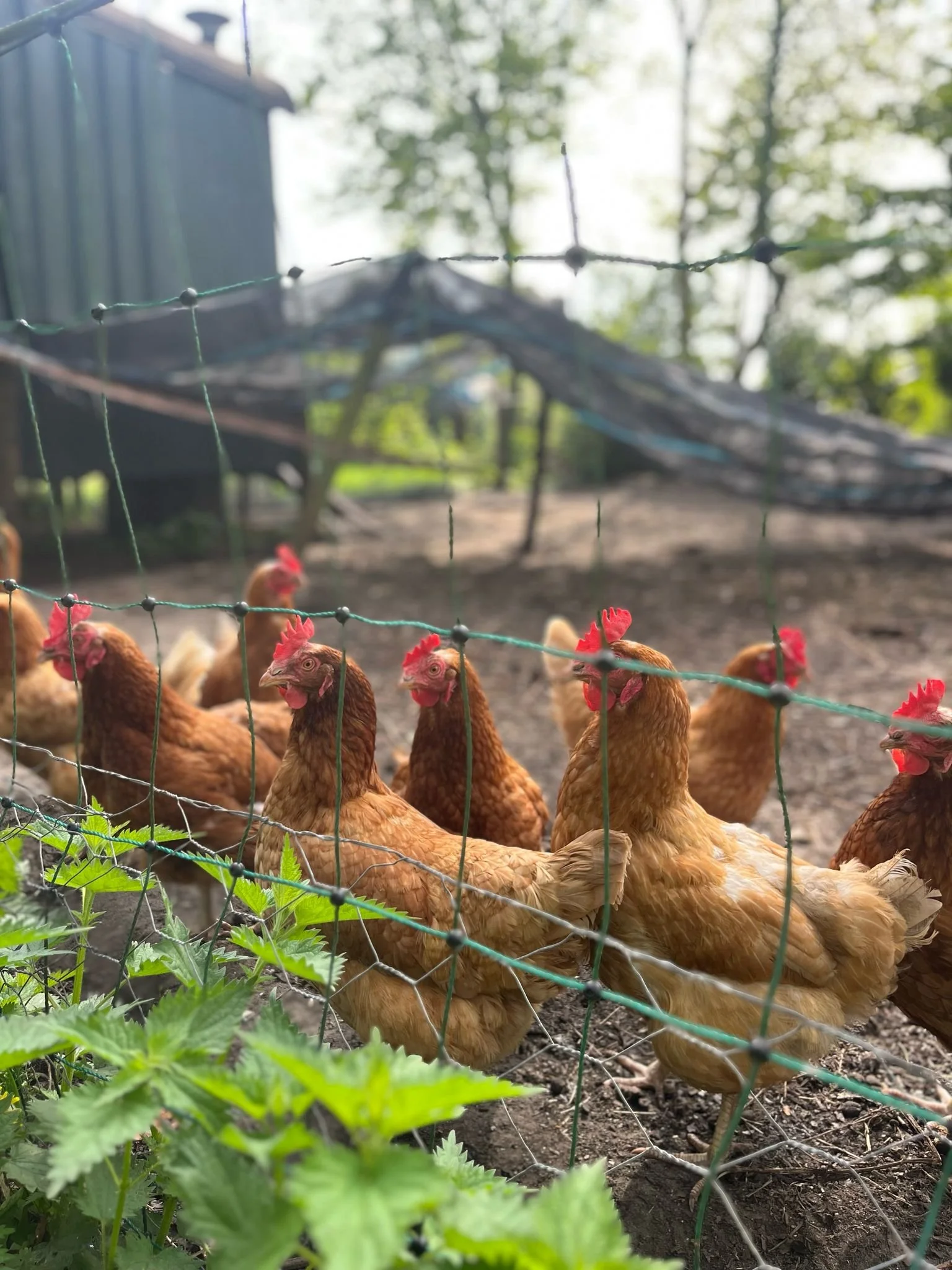 Kippen binnen een deels omheinde tuin met groene planten en bomen op de achtergrond.