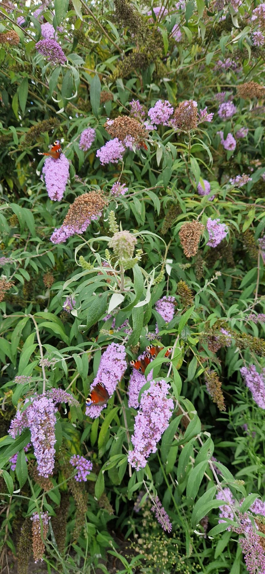 Bos met paarse zomerbloemen en vlinders.