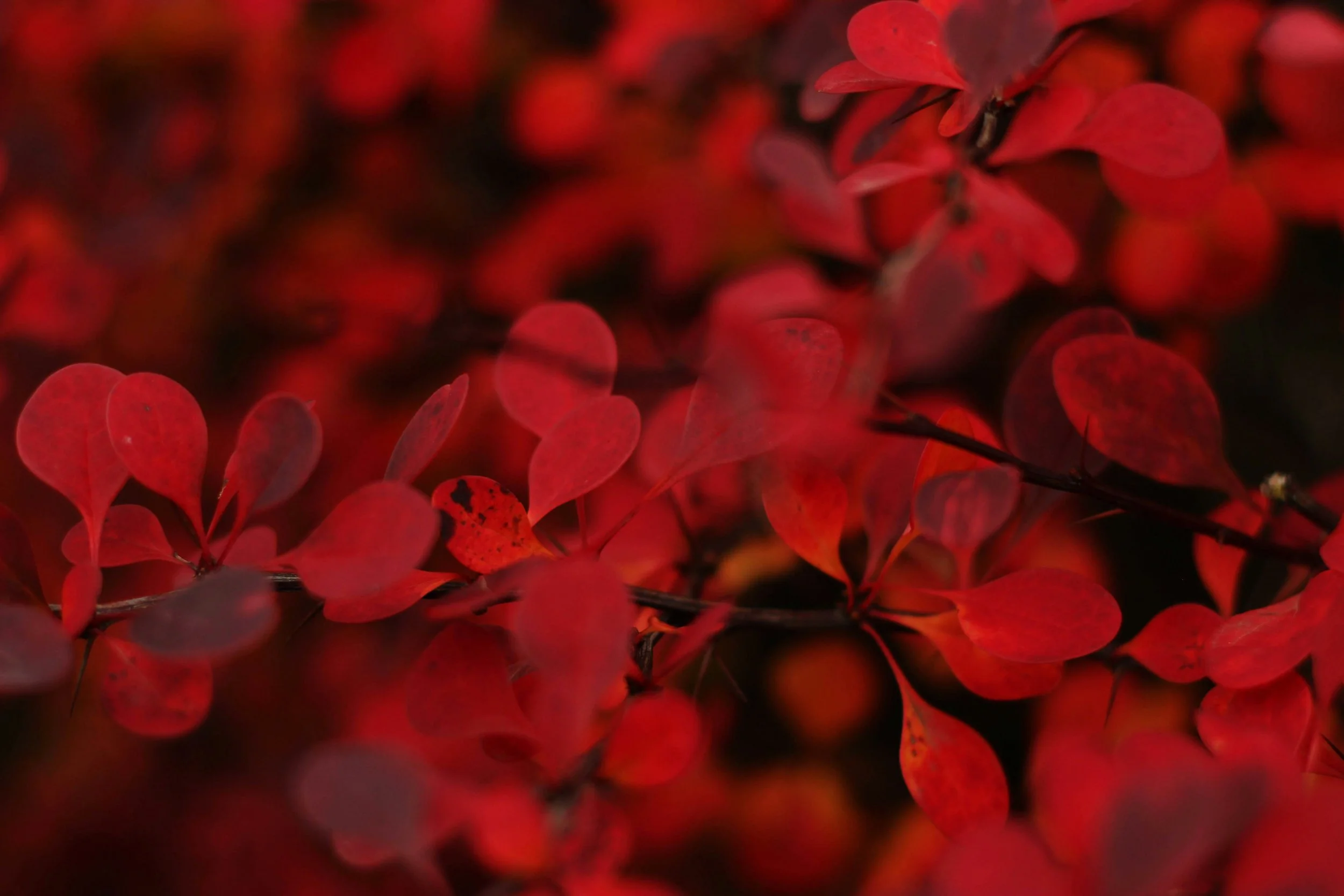 Understanding the Root Chakra: The Foundation of Stability and Security