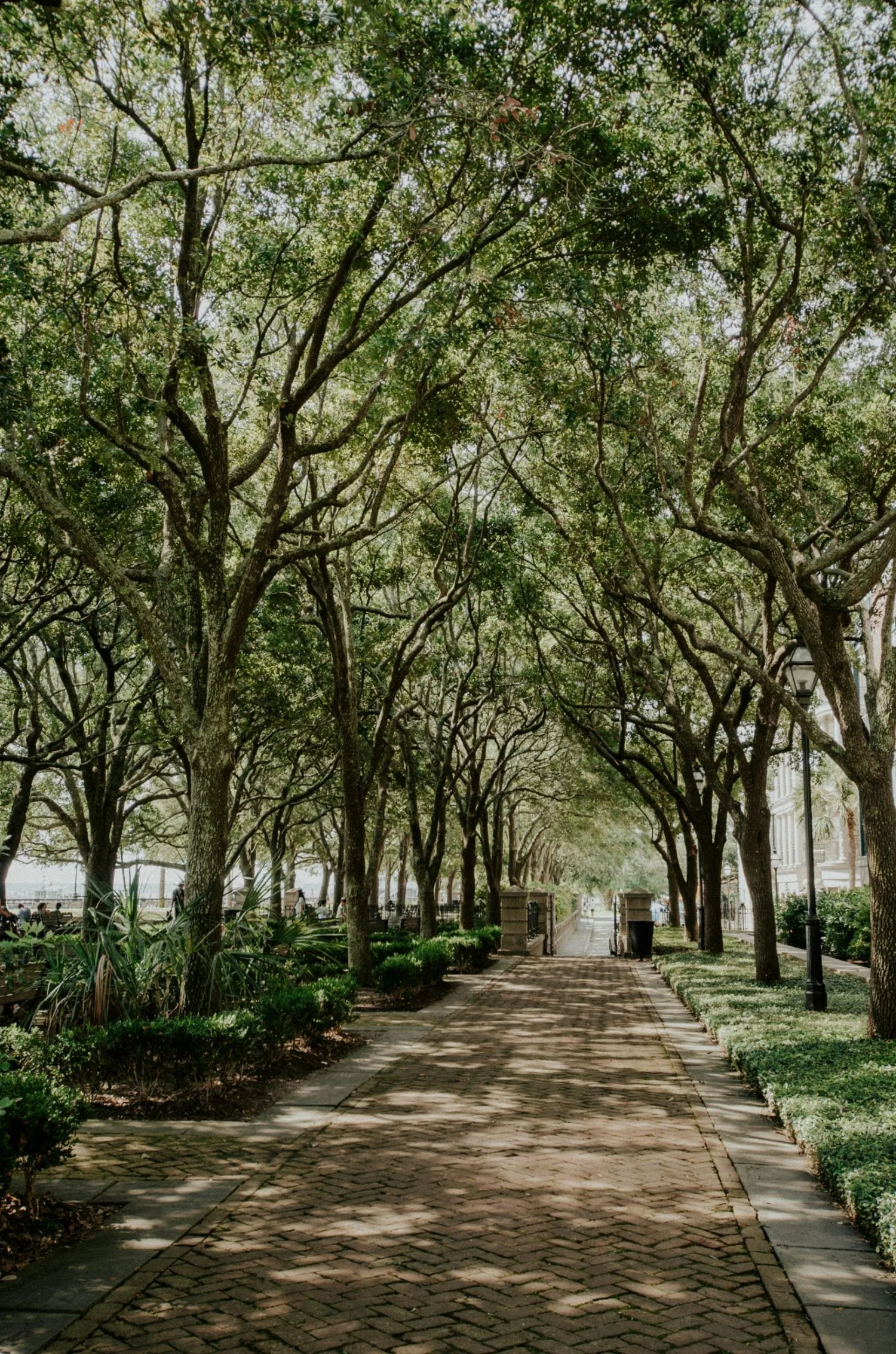 a calm brick path outside shaded by trees