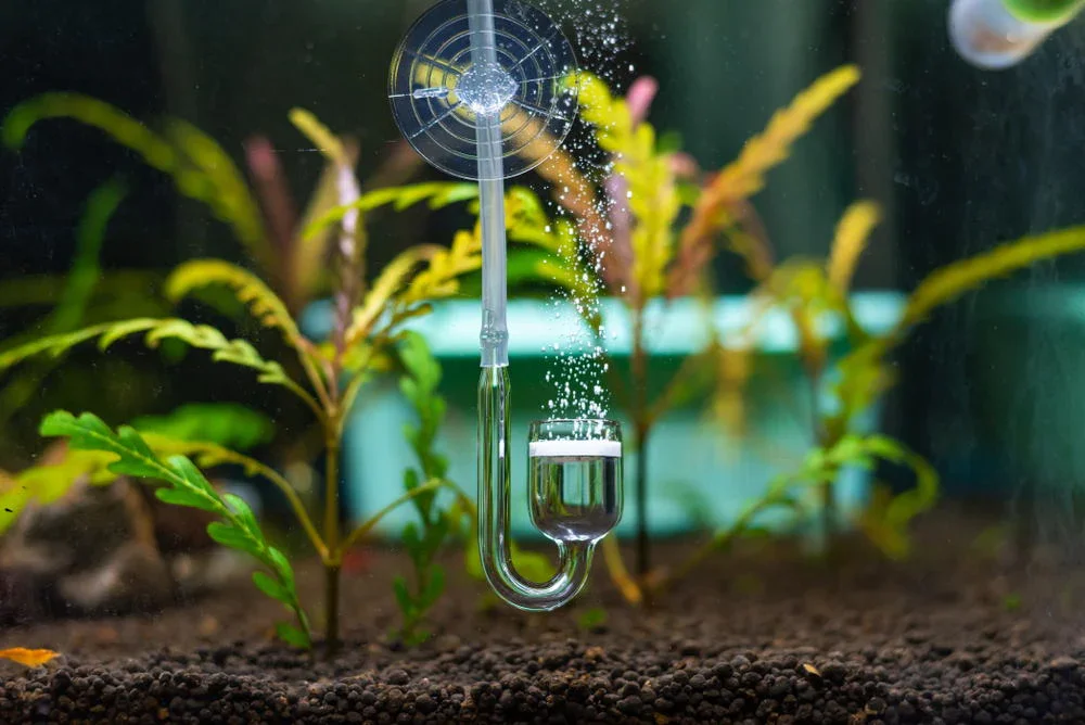 CO₂ for Aquarium Use: Equipment, Setup Tips &amp; Local Ottawa Refill Options