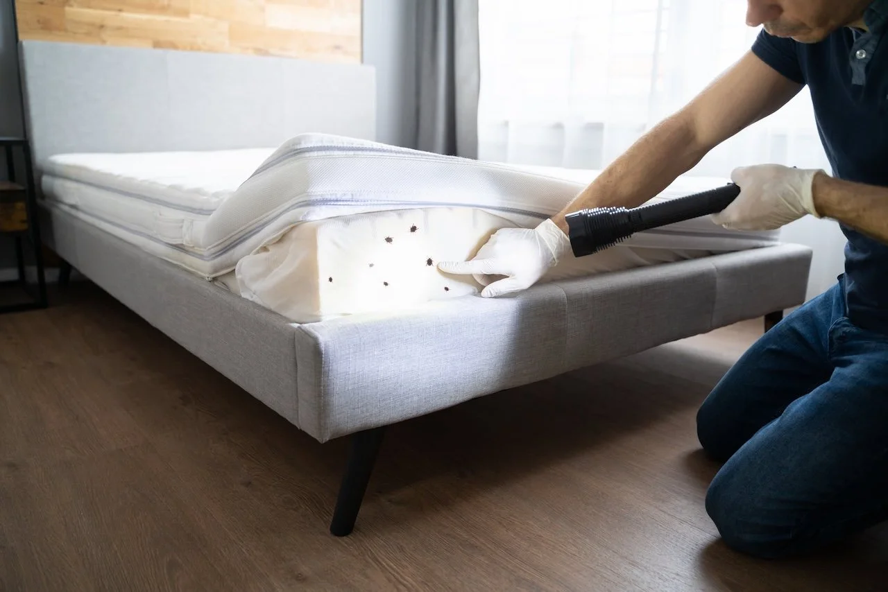 Person inspecting a mattress for bed bugs with a flashlight in a bedroom.