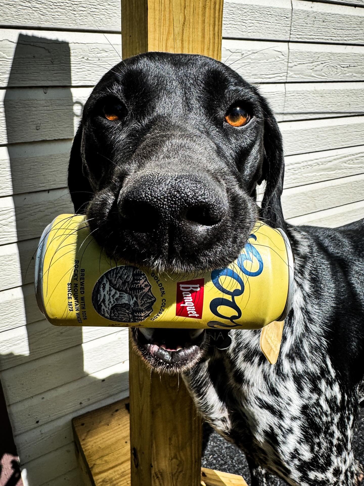 GSP&rsquo;s can hold buckskins too 🍺 #coors #gsp #germanshorthairedpointer #beer #buckskin