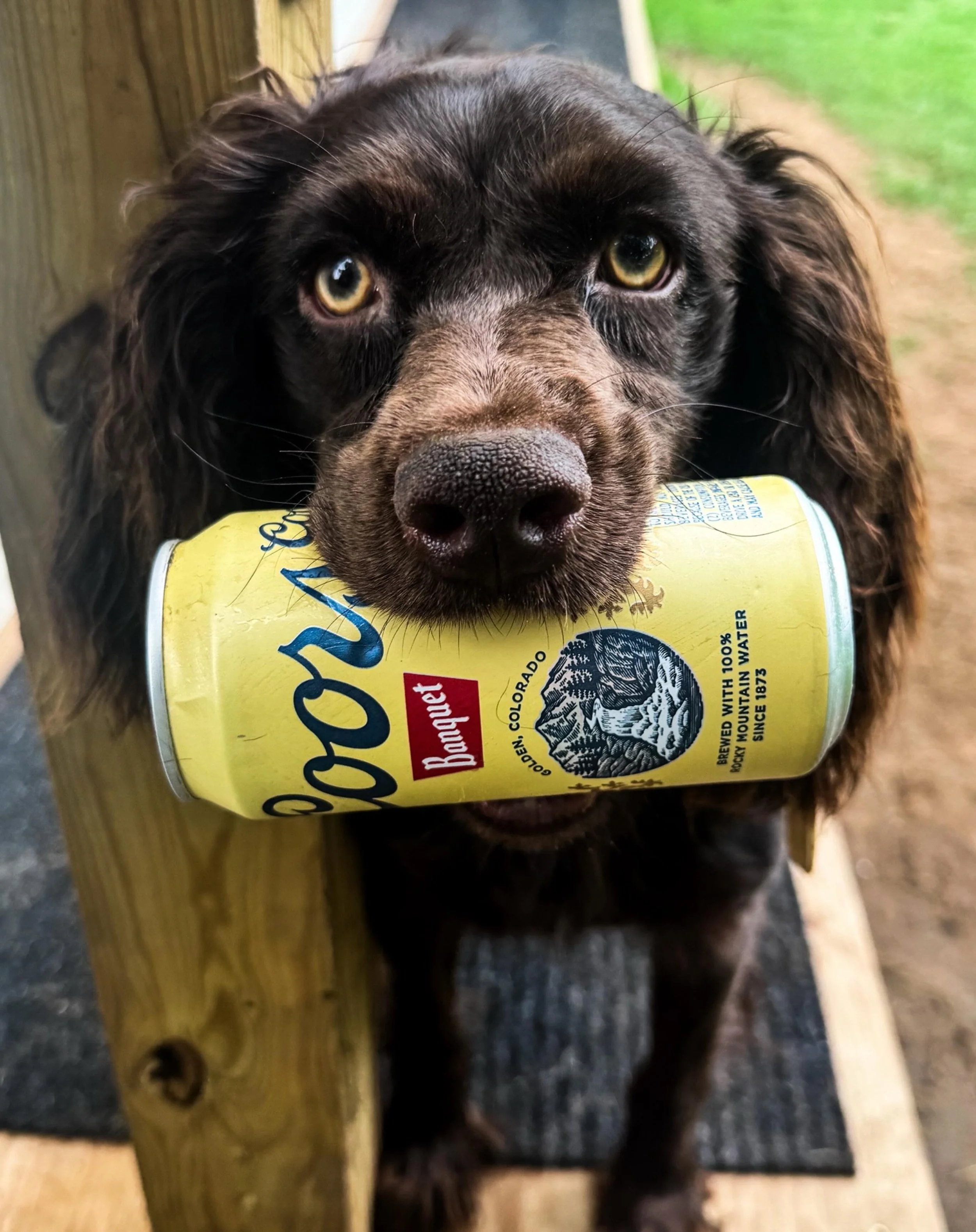 Chloe is one badass little girlkin 🍺 #boykinspaniel #boykin #duckdog #waterfowl