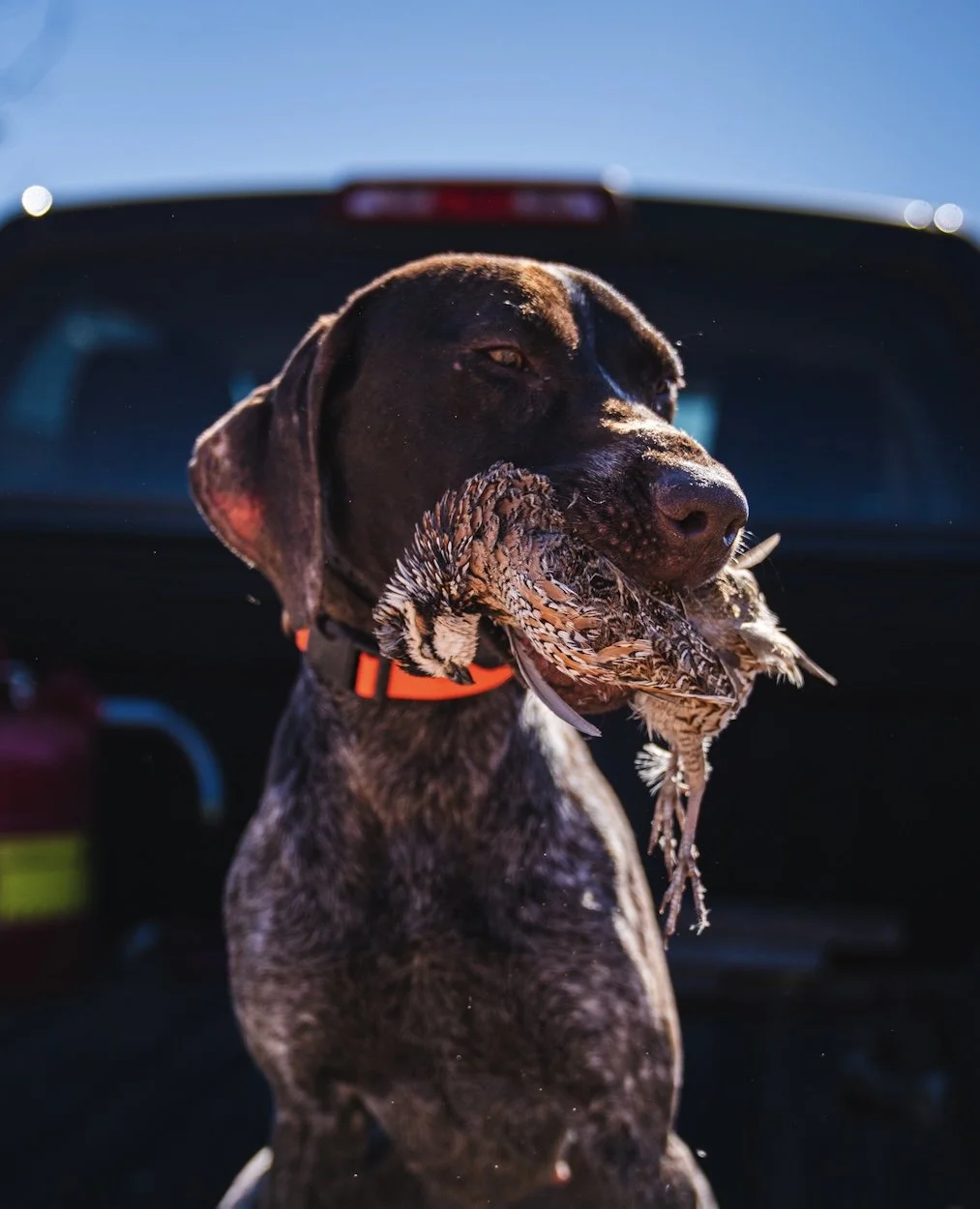 A person in brown hunting gear holding a hunting dog with a red collar in a field of tall dry grass.