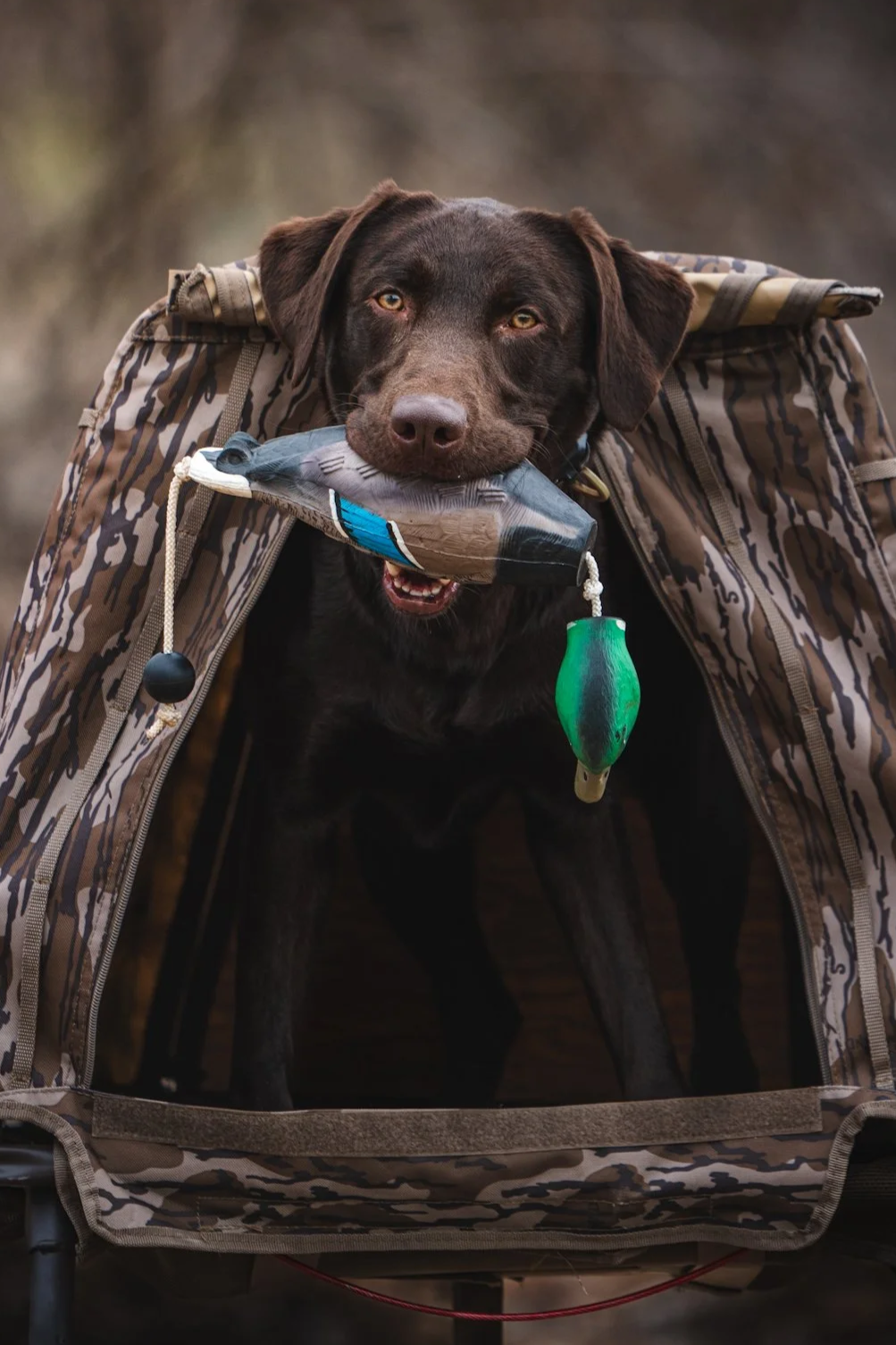 A black dog walking in shallow water carrying a large bird it has caught.