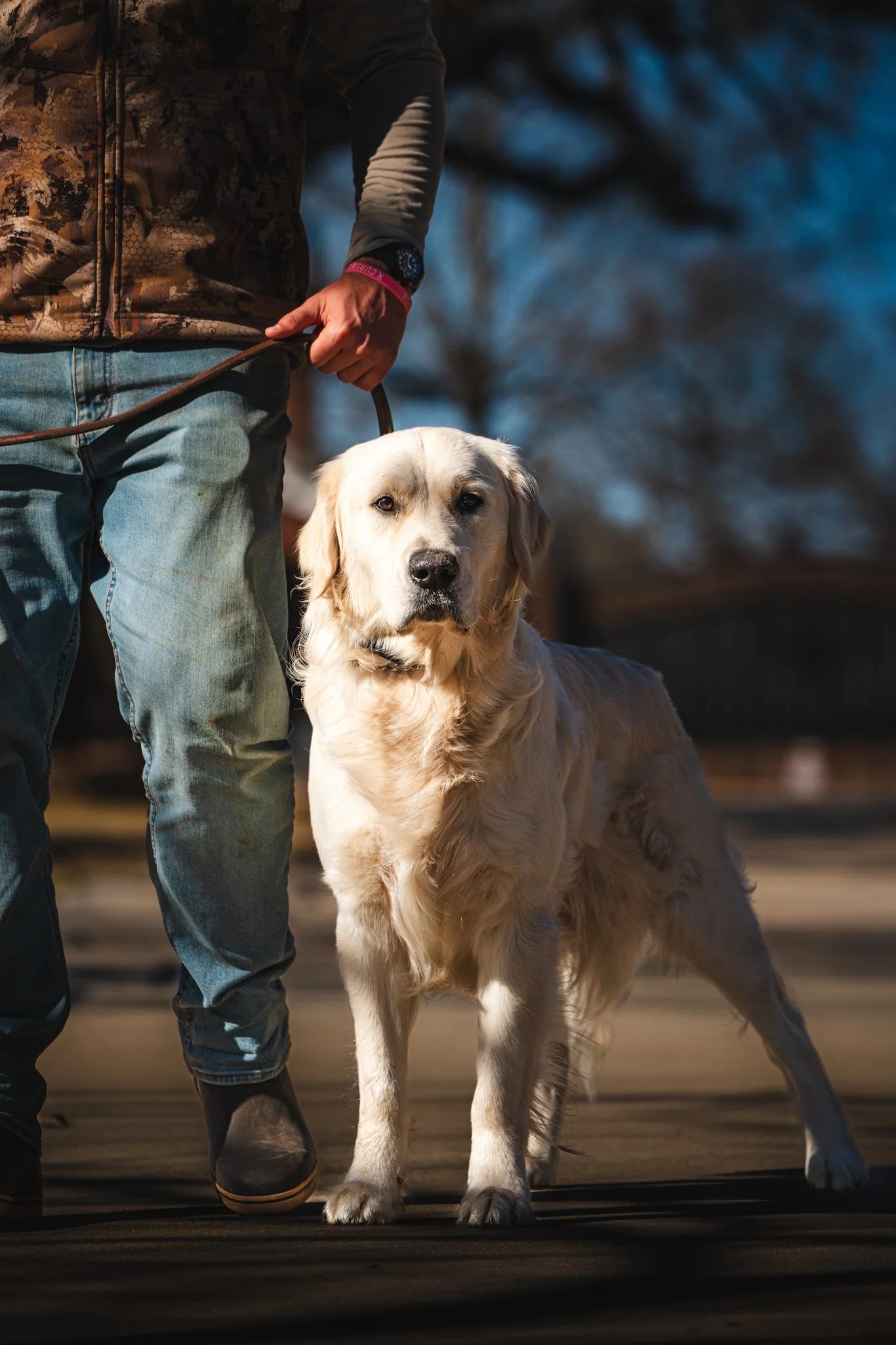 A brown, long-haired dog sitting on a grassy field during golden hour, with a dark collar and a bone-shaped tag.