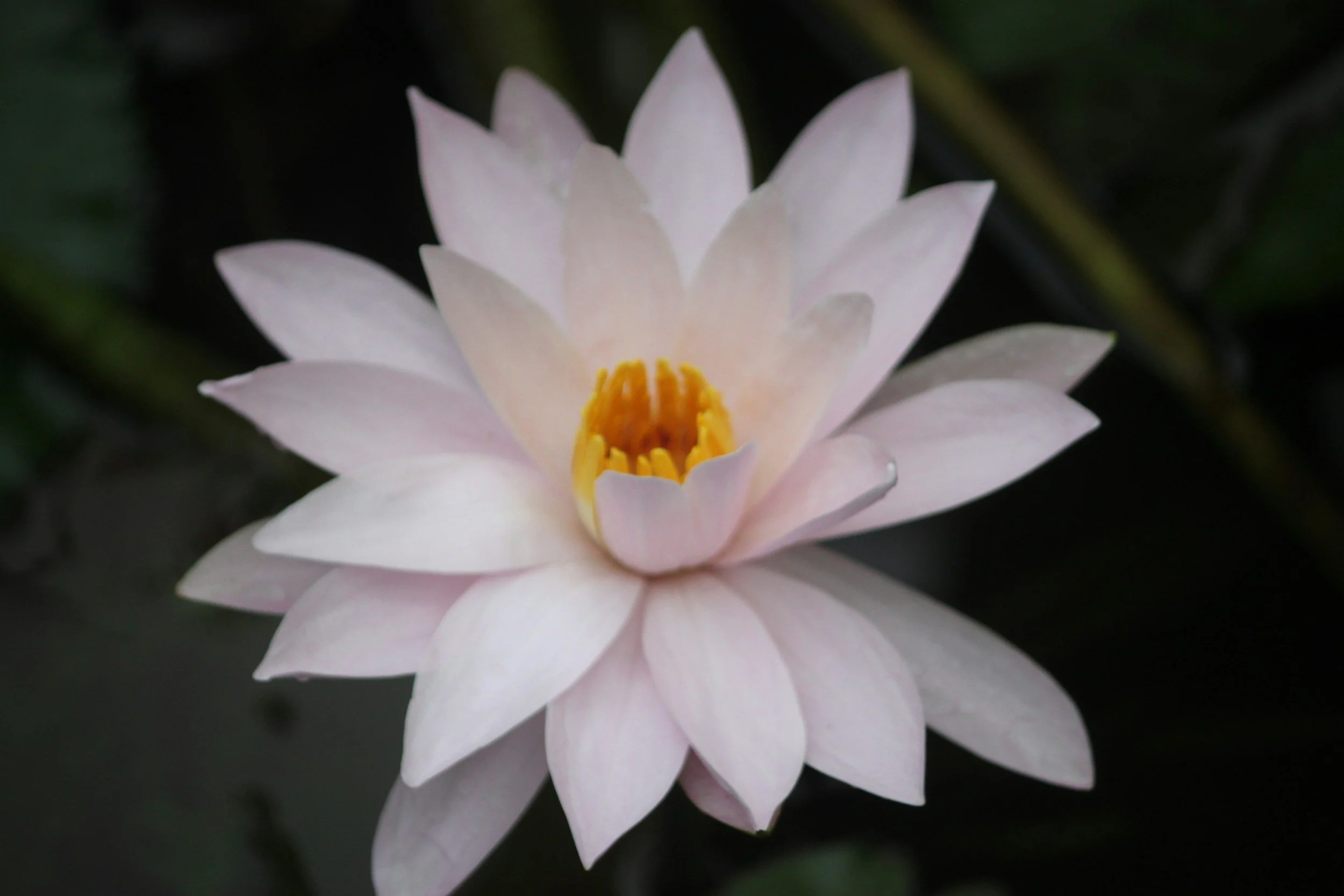 A white water lily flower blooming with yellow stamens at the center, surrounded by dark green leaves.