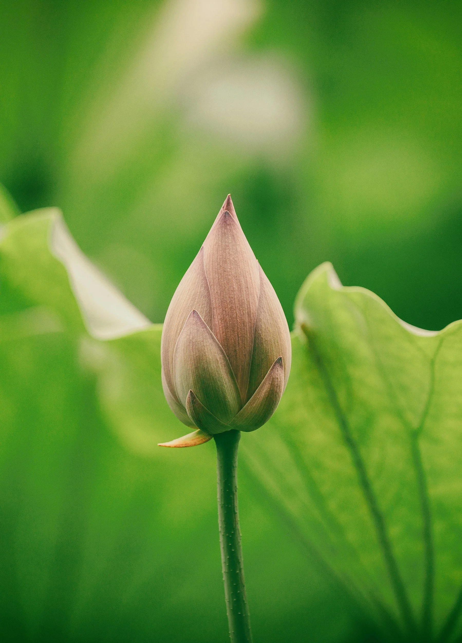 The Wound That Keeps Seeking: Healing After Narcissistic Relationships