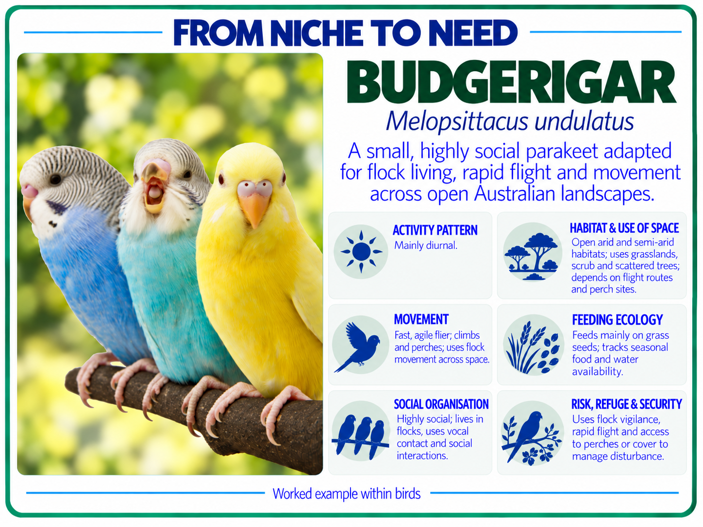 From niche to need budgerigar card