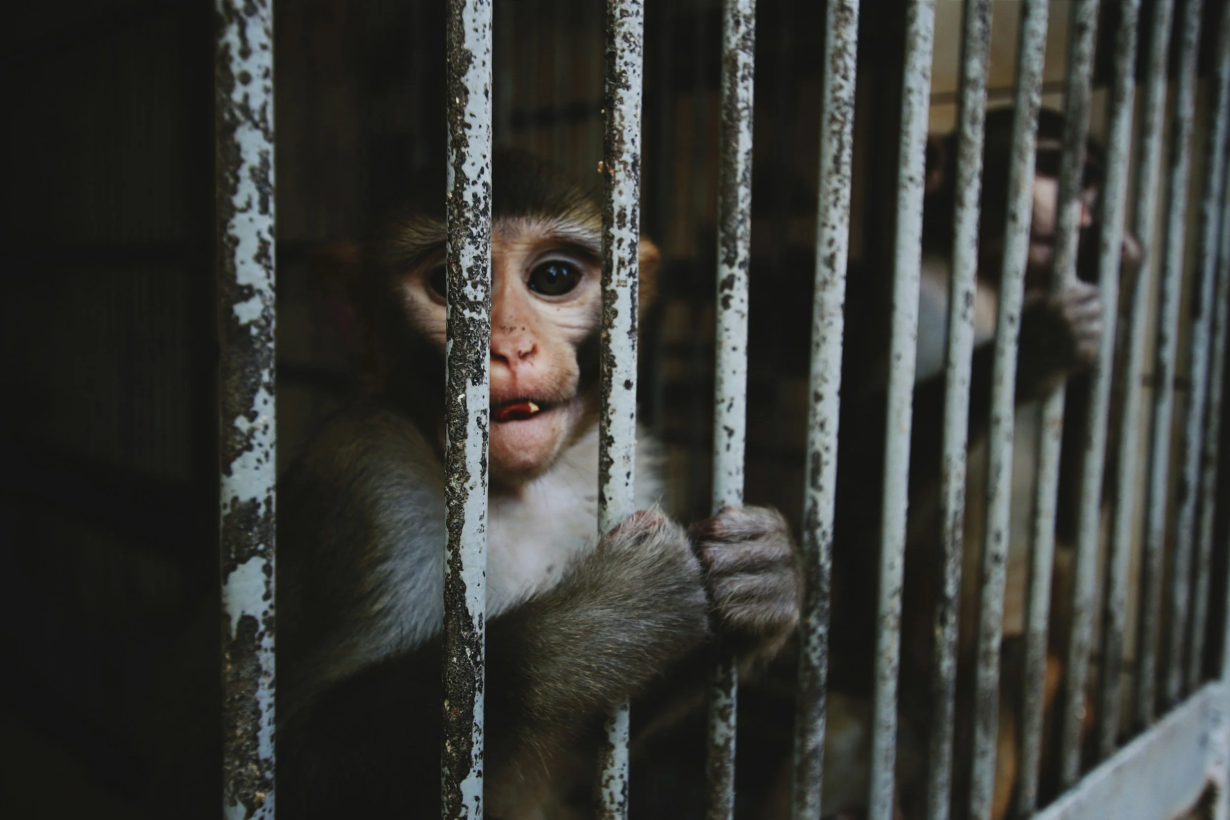 Capuchin monkey gripping cage bars illustrates captive welfare challenges exotic mammal primate