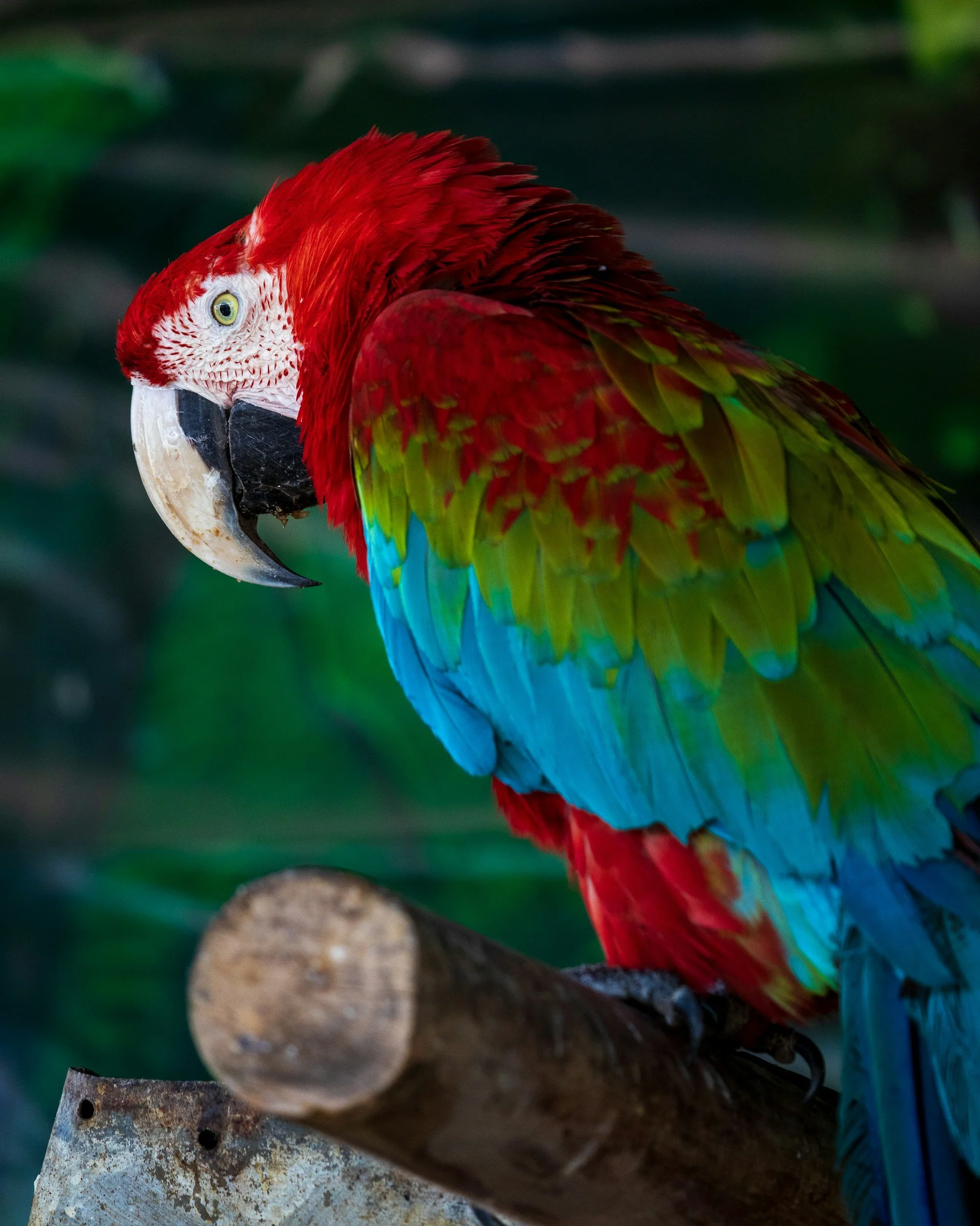 Why species-specific care matters for animal welfare