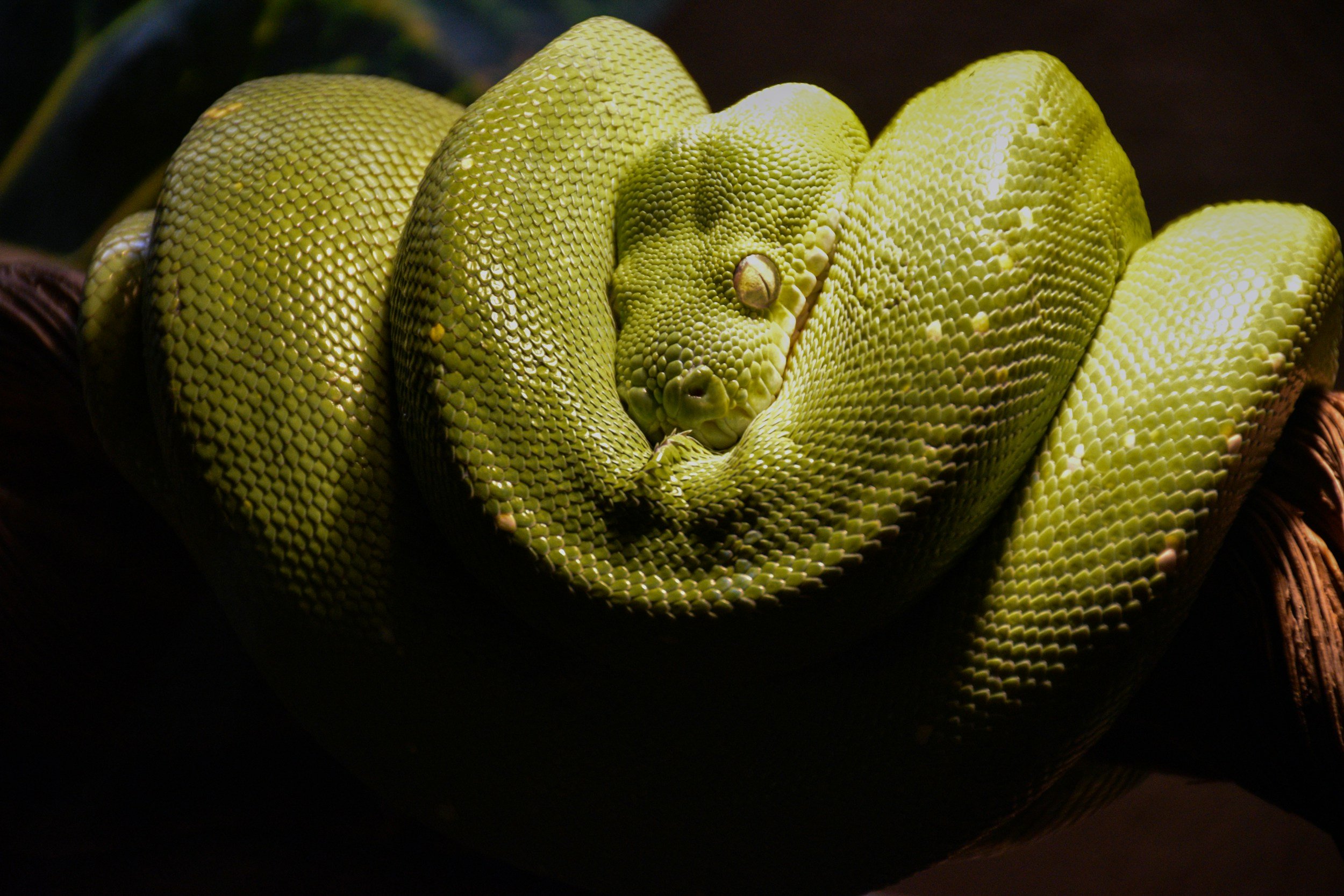 Emerald tree boa cold around branch in captivity natural behaviour exotic reptile snake