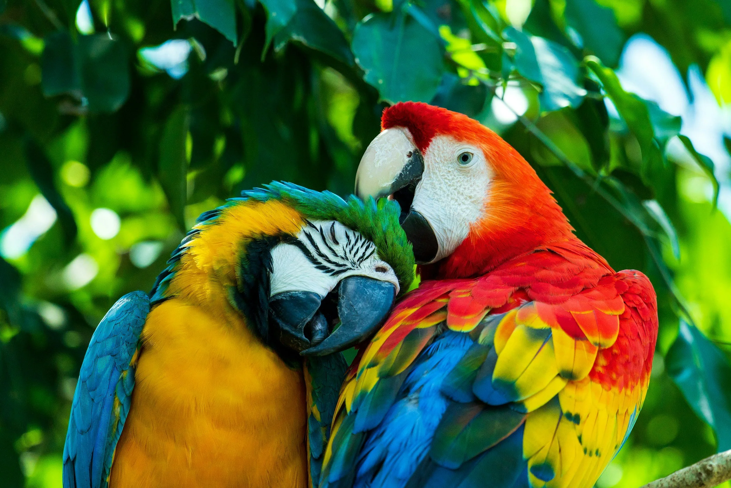 Scarlet macaw with blue and gold macaw showing natural preening behaviour on a branch exotic bird