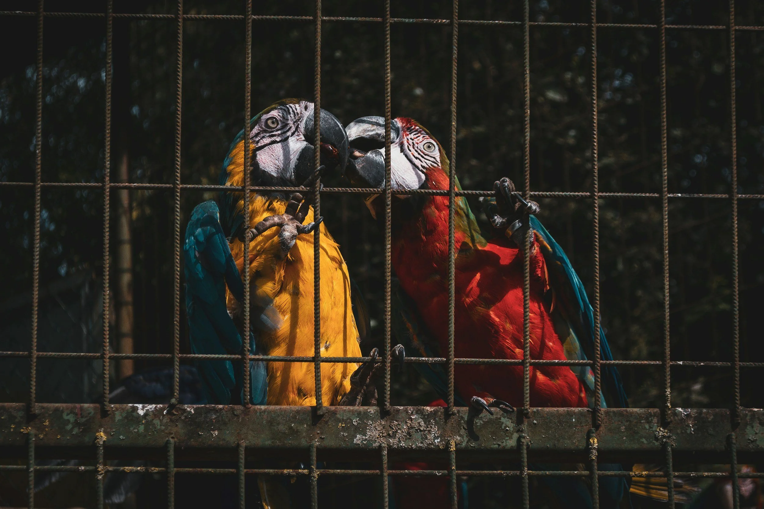 macaw parrots in cage captive exotic birds restricted space