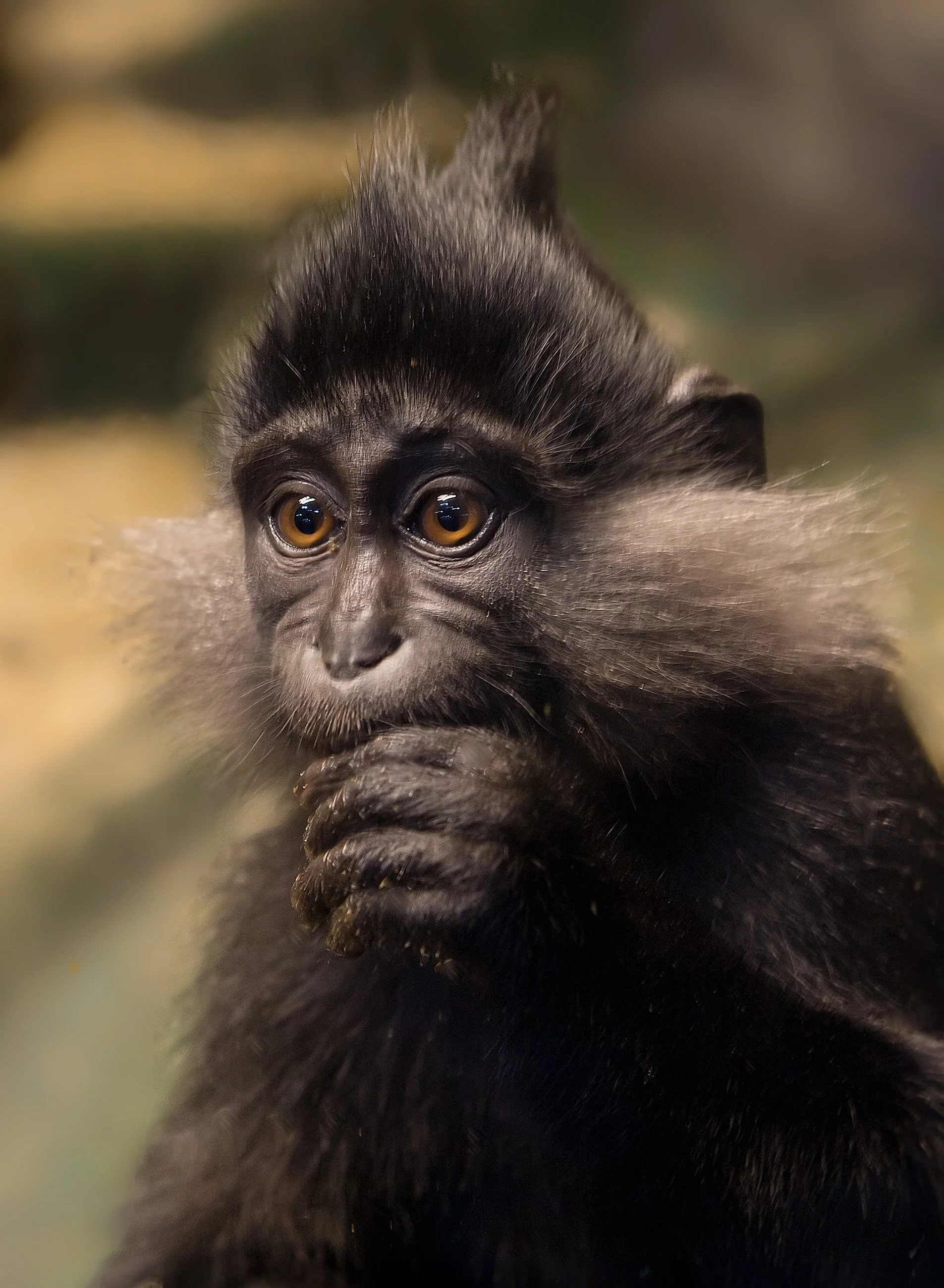 juvenile black crested mangabey monkey in the wild natural habitat exotic mammal primate