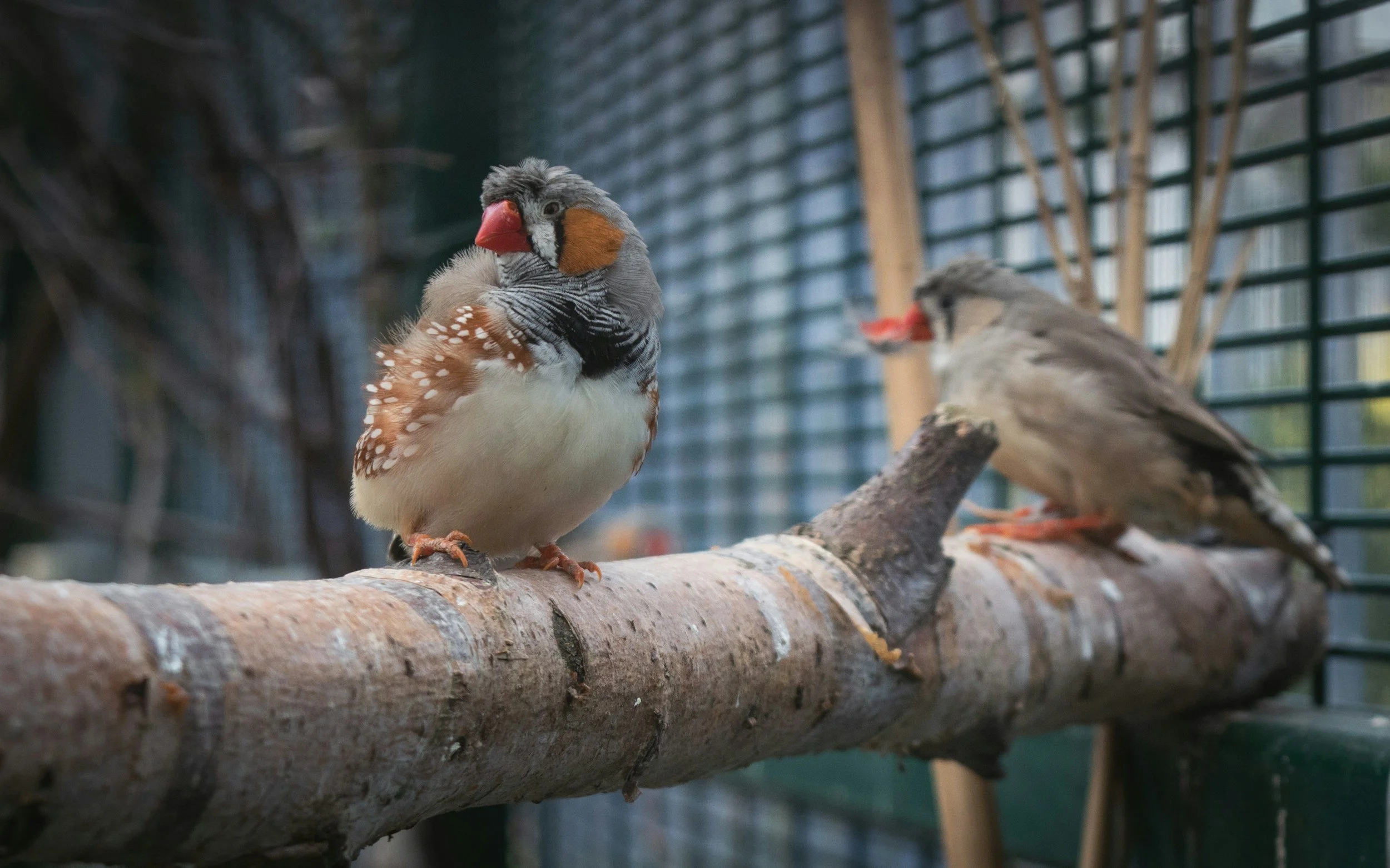 Zebra finches in aviary perched on branch enriched environment exotic bird