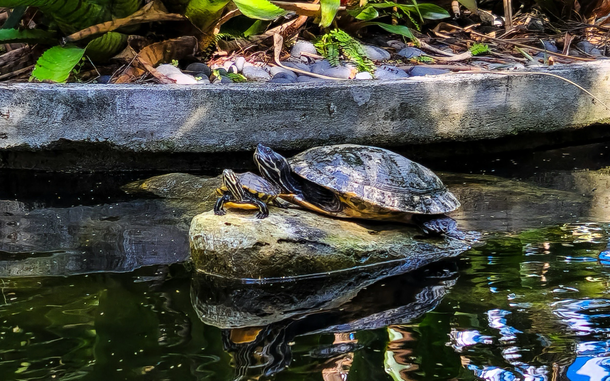 Red eared terrapins sliders with pool and rock to bask natural behaviour enriched environment exotic reptile chelonian