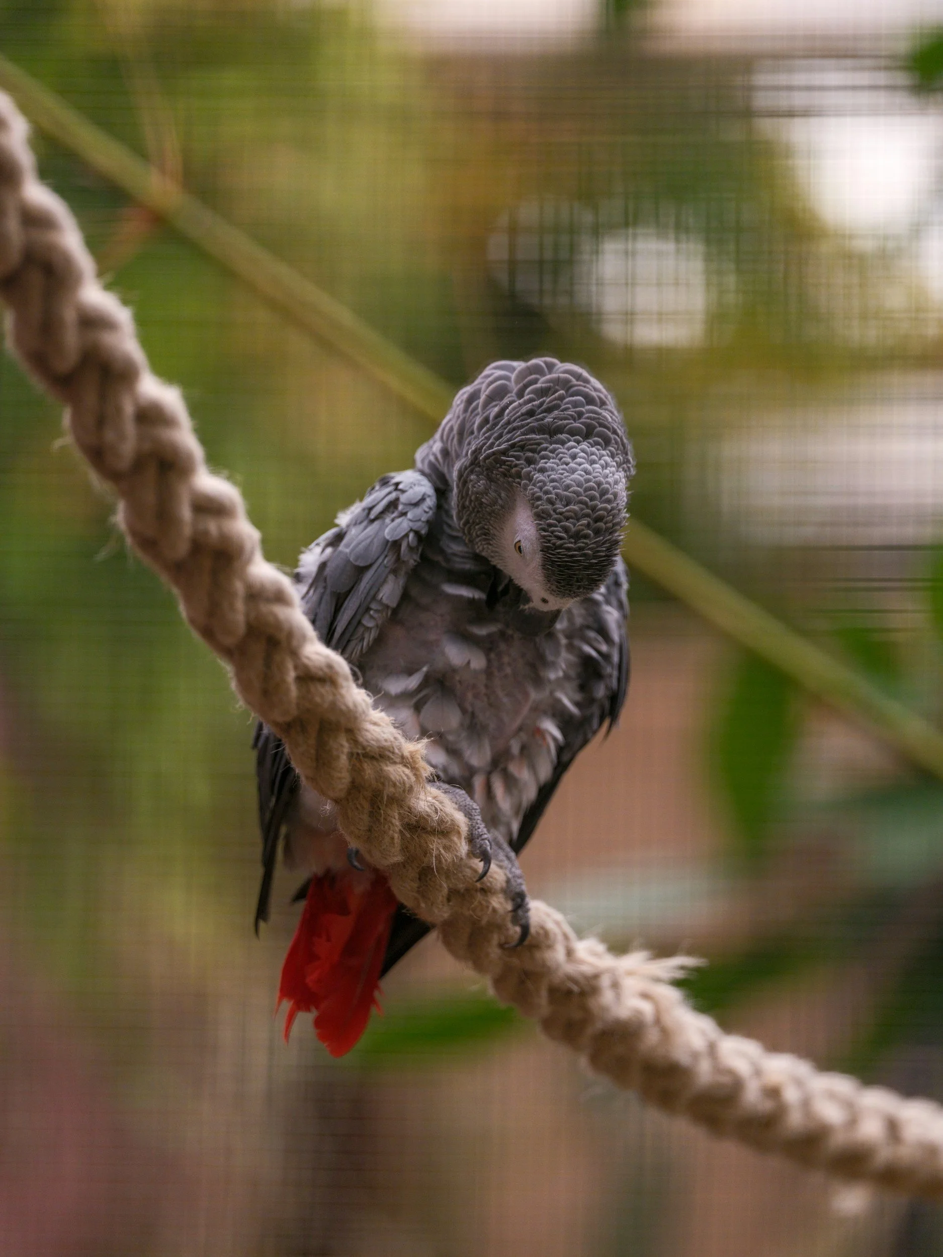 African grey parrot in aviary with feather loss indicating disease or stress exotic bird captivity