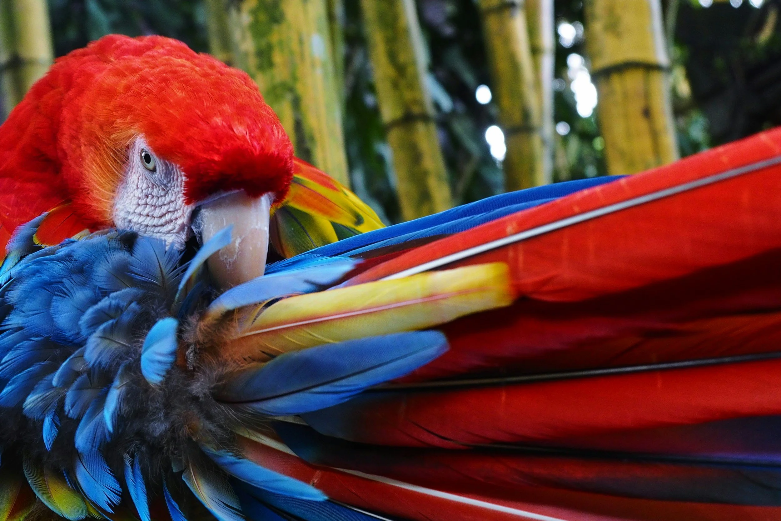 Preening scarlet macaw in wild natural behaviour exotic birds