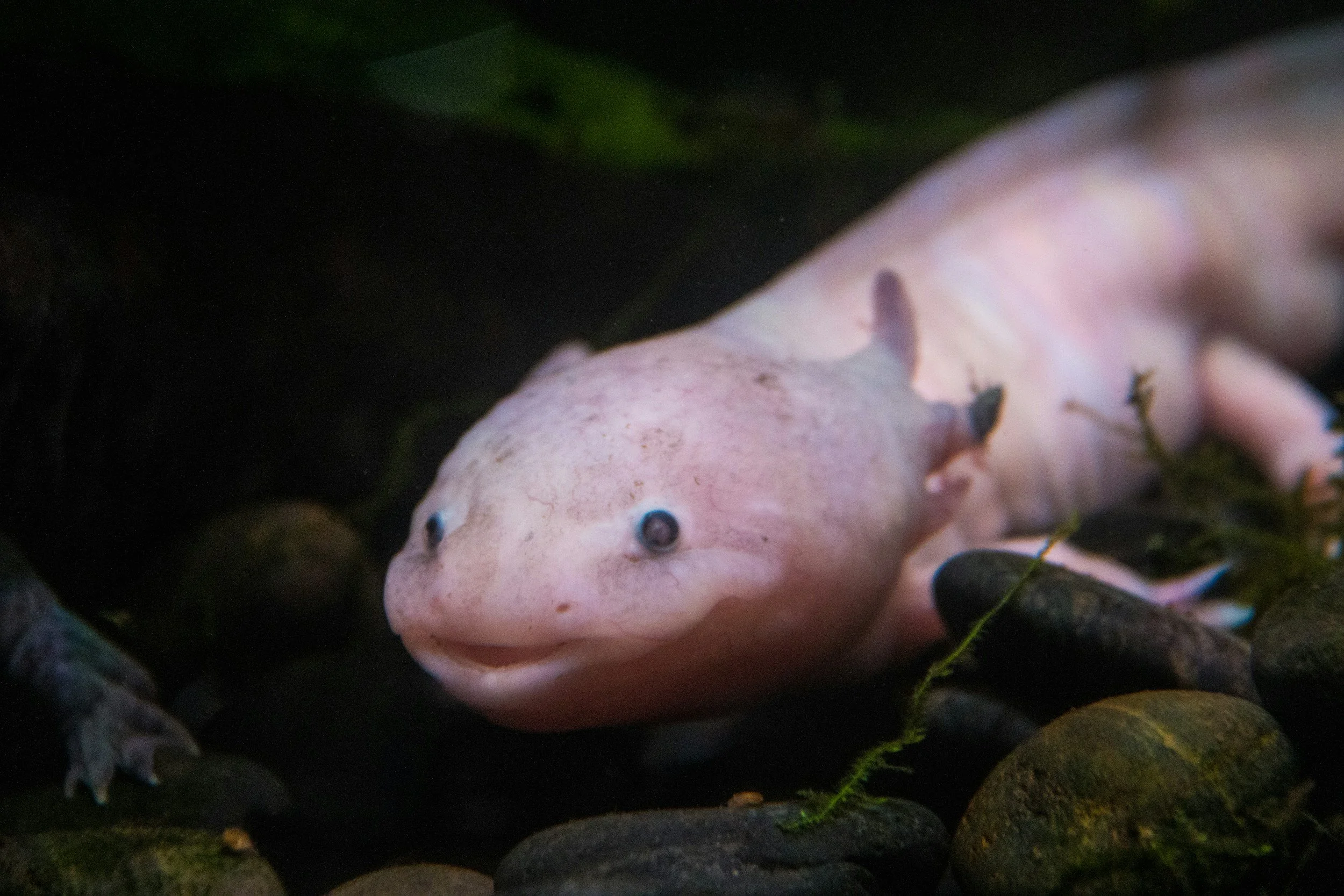 Exotic amphibian axolotl in captivity with natural substrate