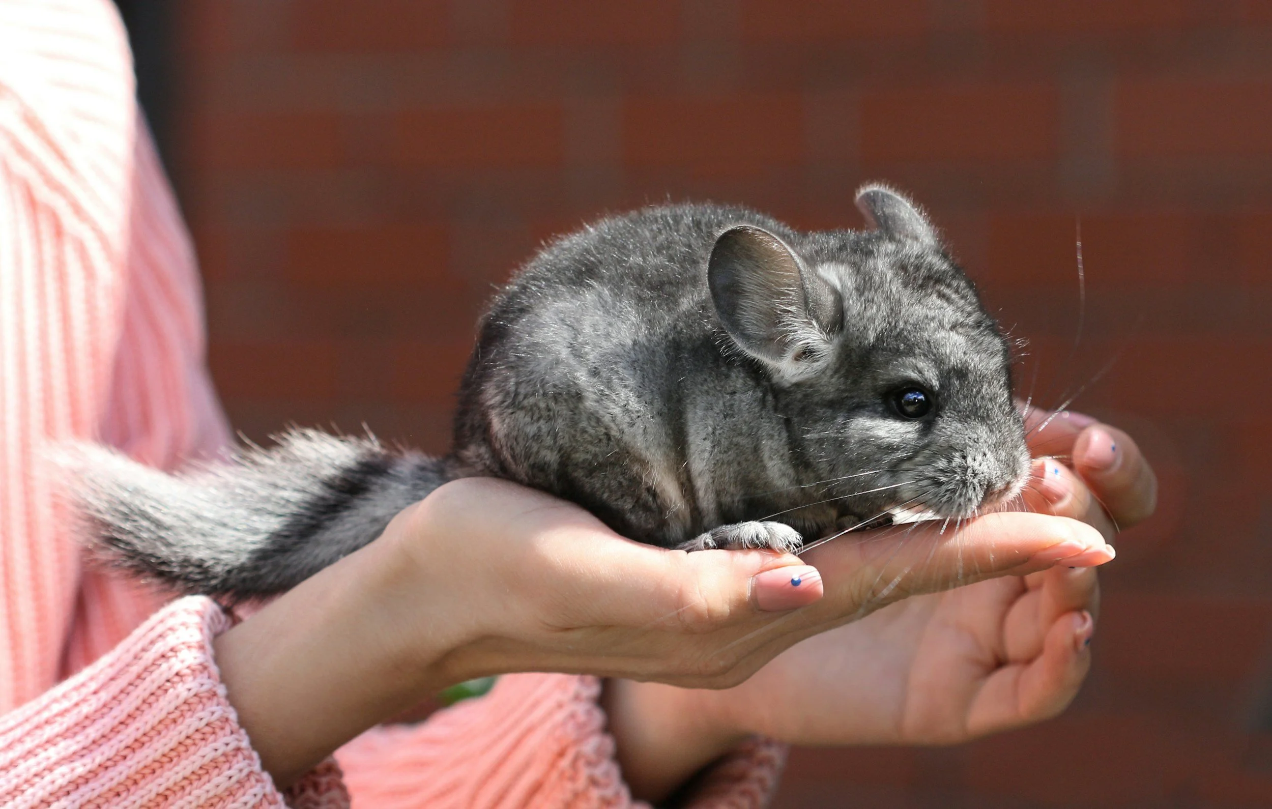 chinchilla exotic mammal in captivity held in hands of keeper