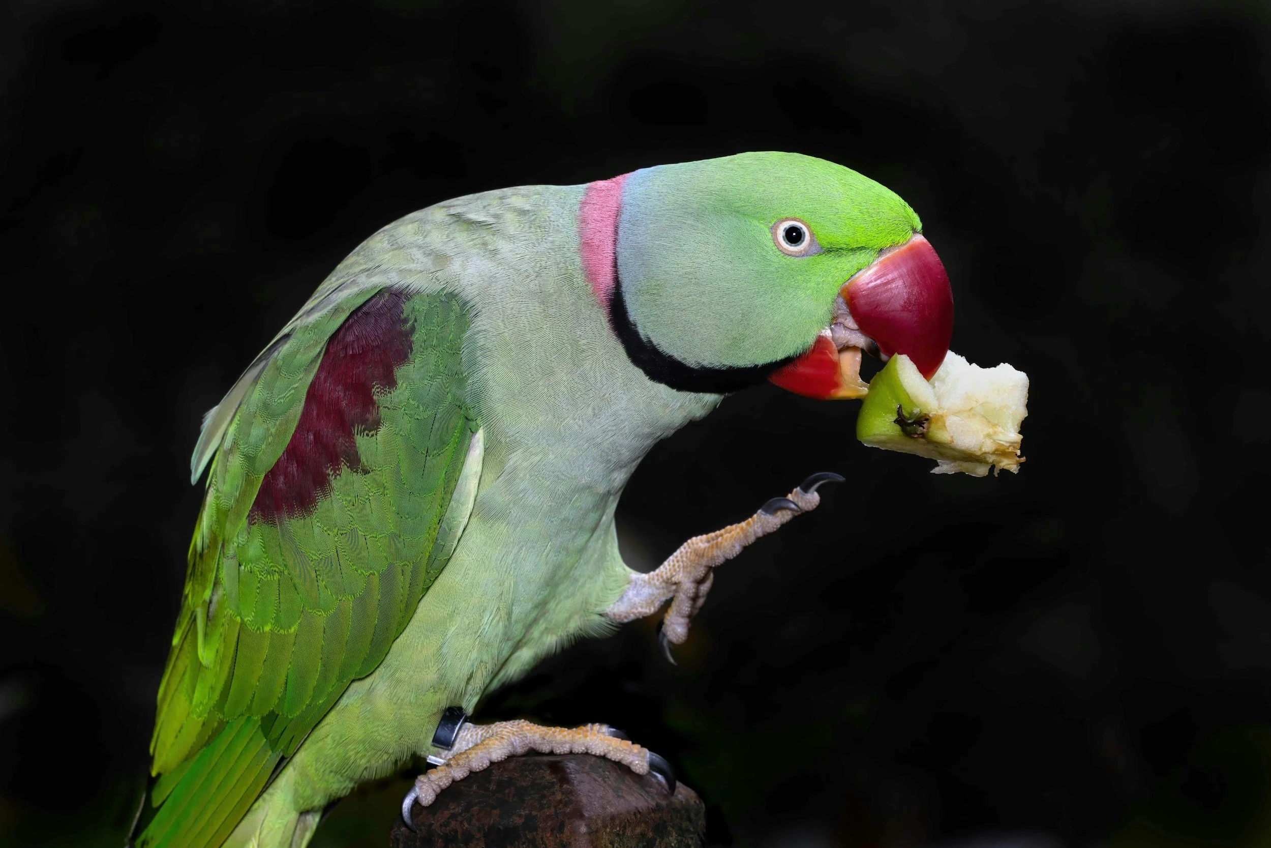 Ring necked parakeet parrot in captivity exotic bird