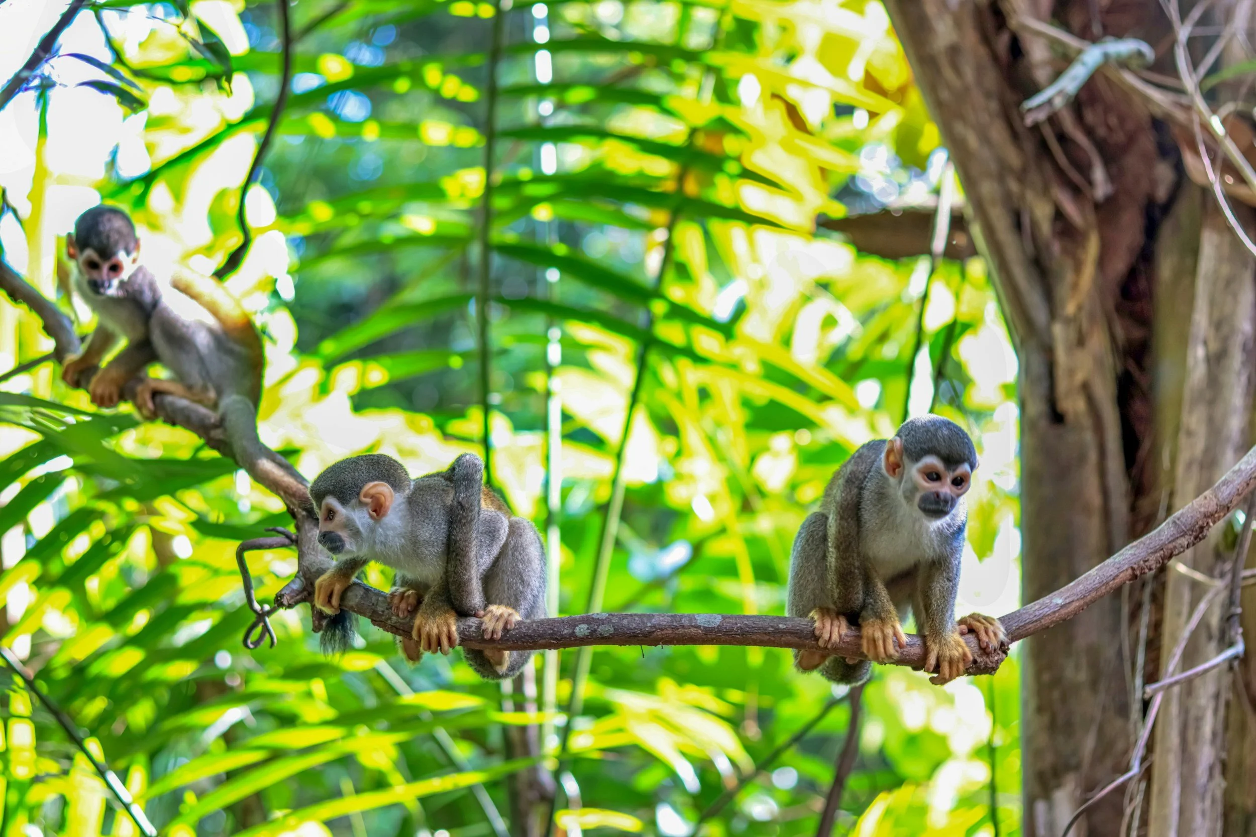 Squirrel monkey primate in social group in large enclosure natural behaviour exotic mammal