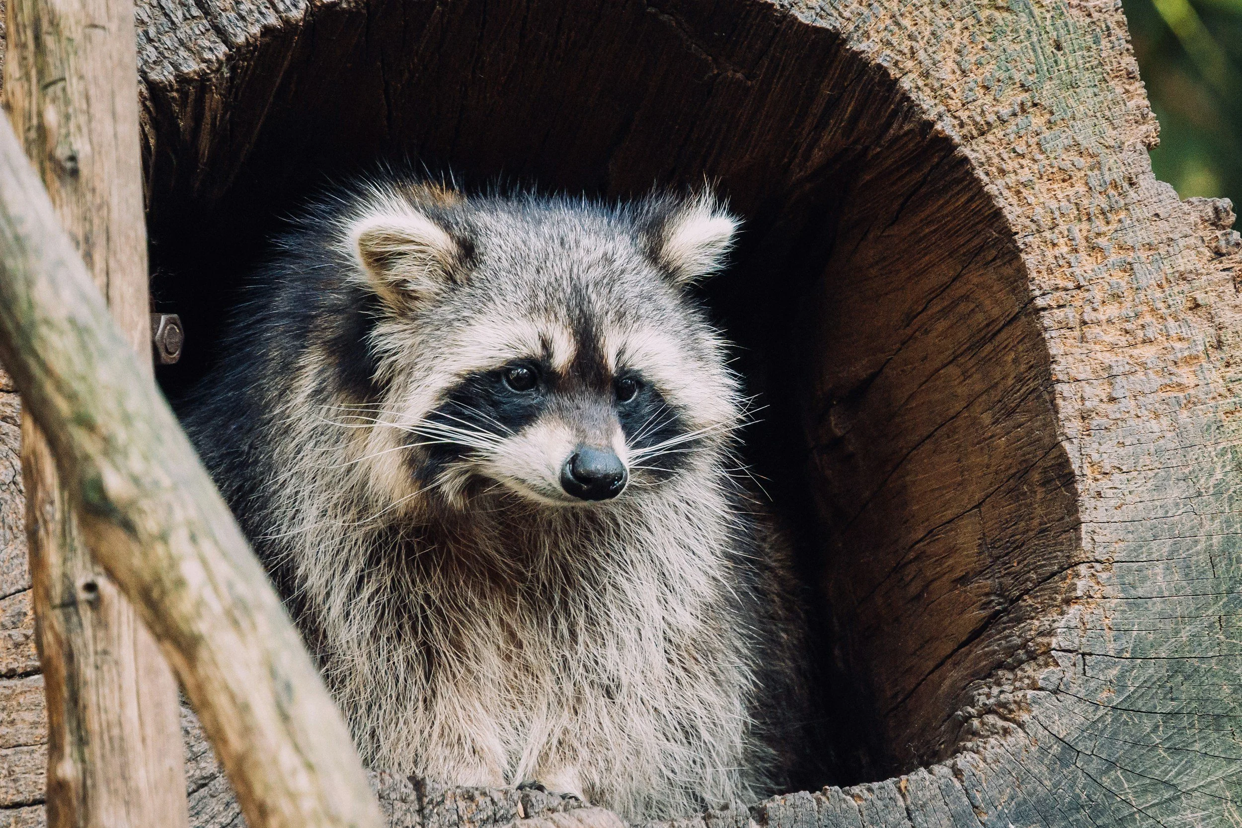 Racoon exotic mammal in man-made tree hole for refuge captivity