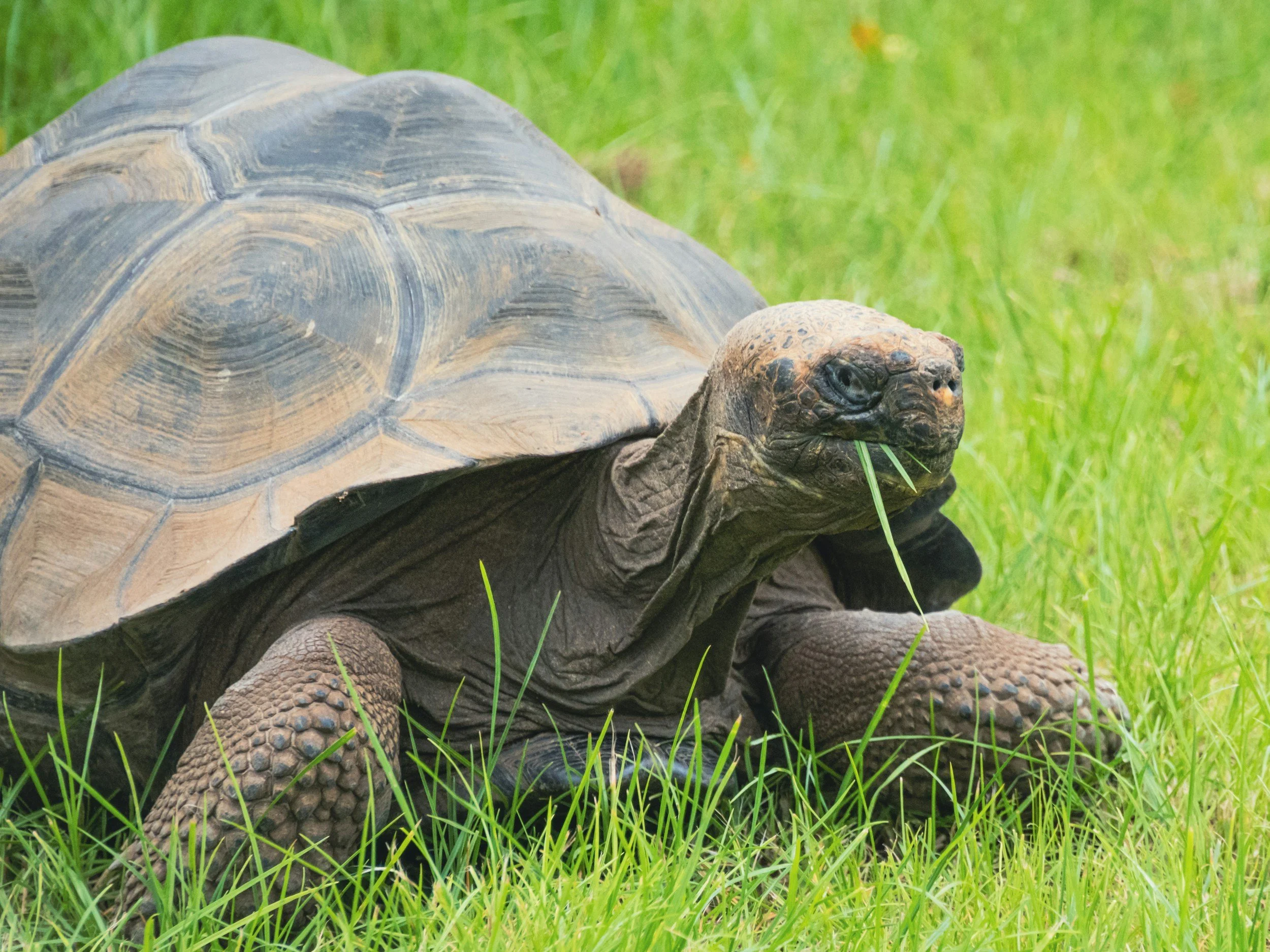leopard tortoise captive exotic reptile chelonian eating grass in garden
