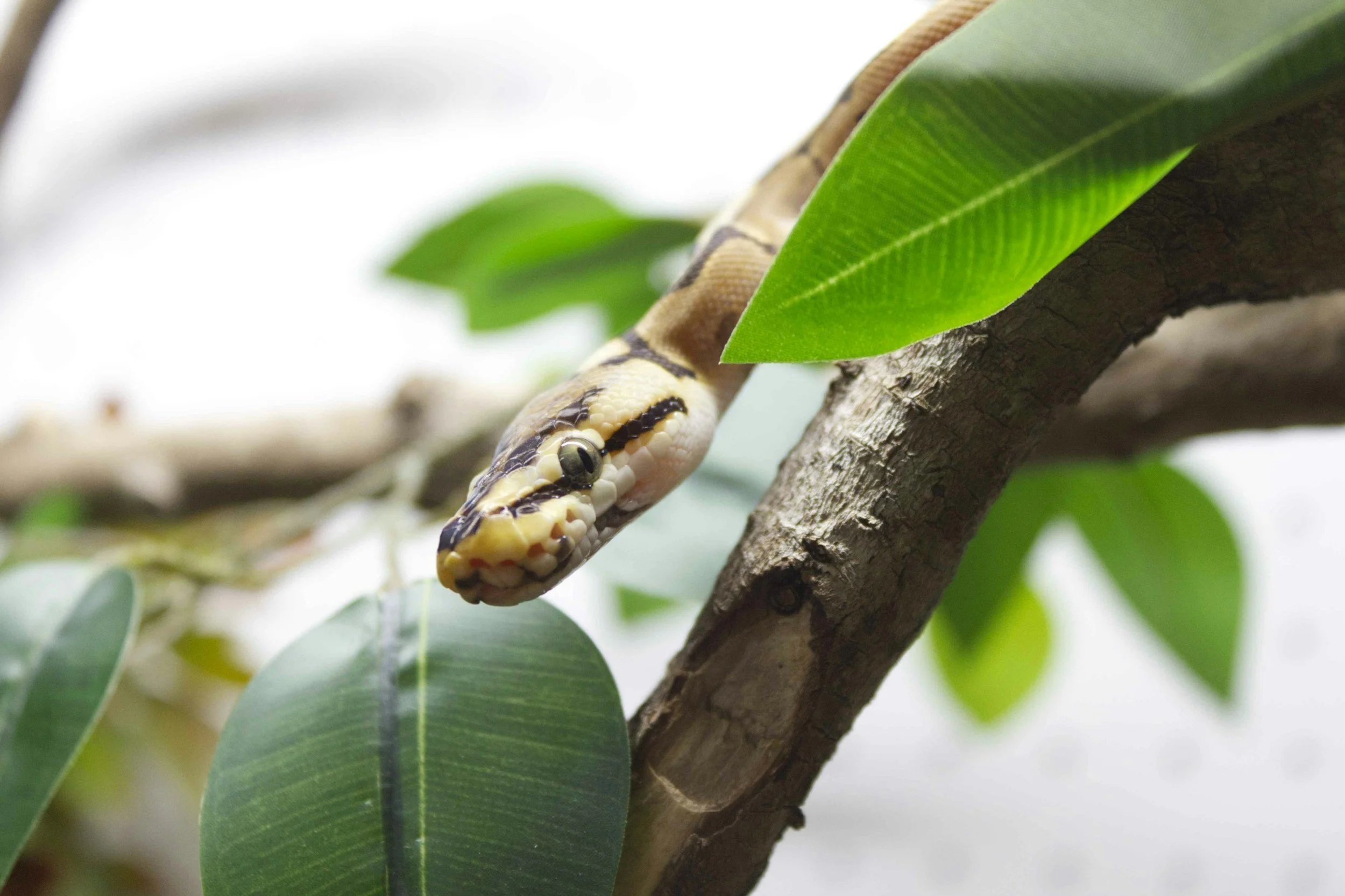 Ball python exotic snake reptile in captivity with enriched vivarium with branches and vegetation cover for refuge